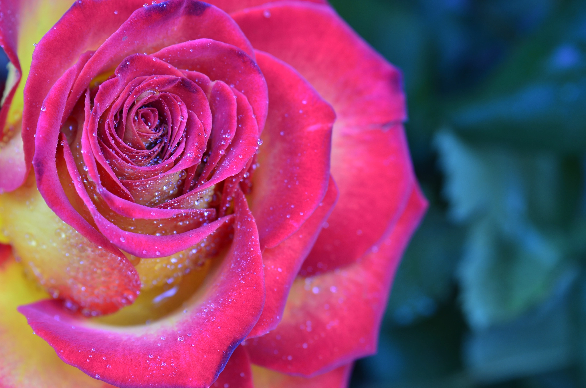 AF Zoom-Nikkor 35-105mm f/3.5-4.5 sample photo. Pink and red roses photography