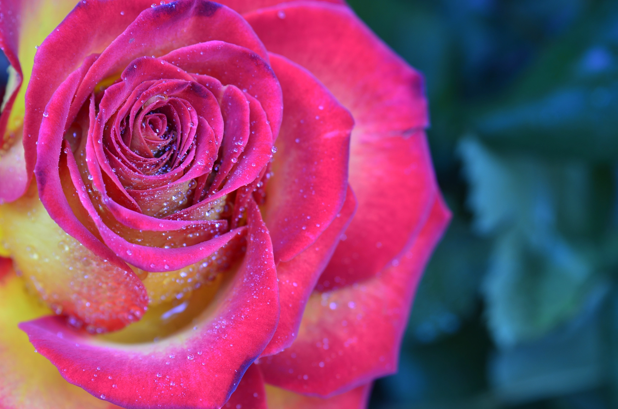 Nikon D7000 + AF Zoom-Nikkor 35-105mm f/3.5-4.5 sample photo. Pink and red roses photography