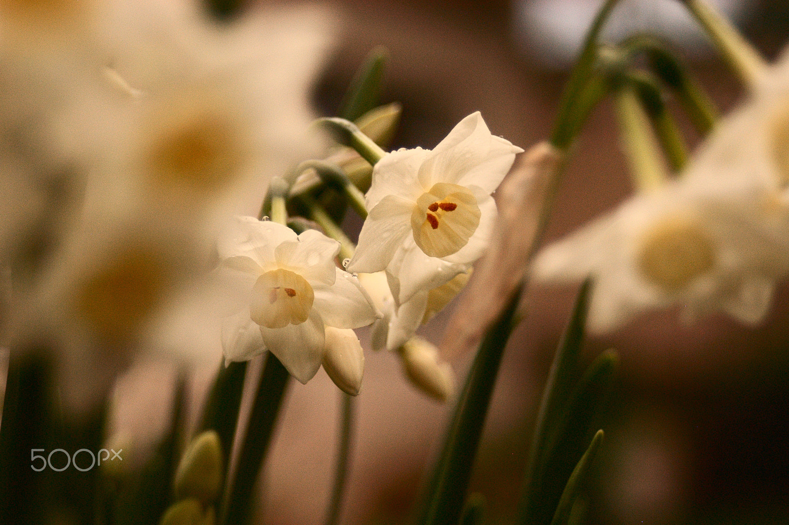 AF Zoom-Nikkor 35-70mm f/3.3-4.5 N sample photo. Flowers photography