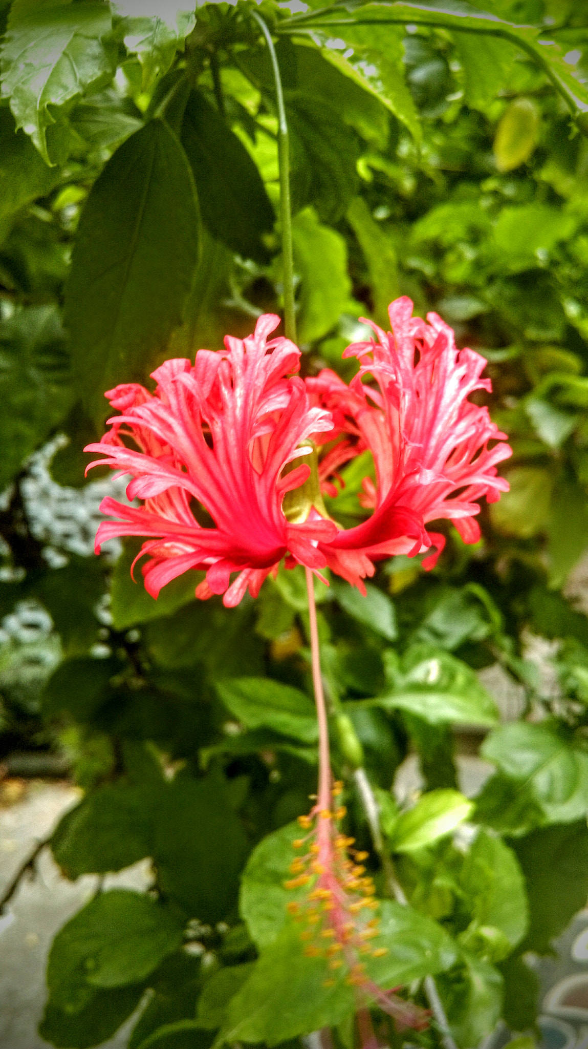 HTC DESIRE 820 DUAL SIM sample photo. Hibiscus flower (red) photography