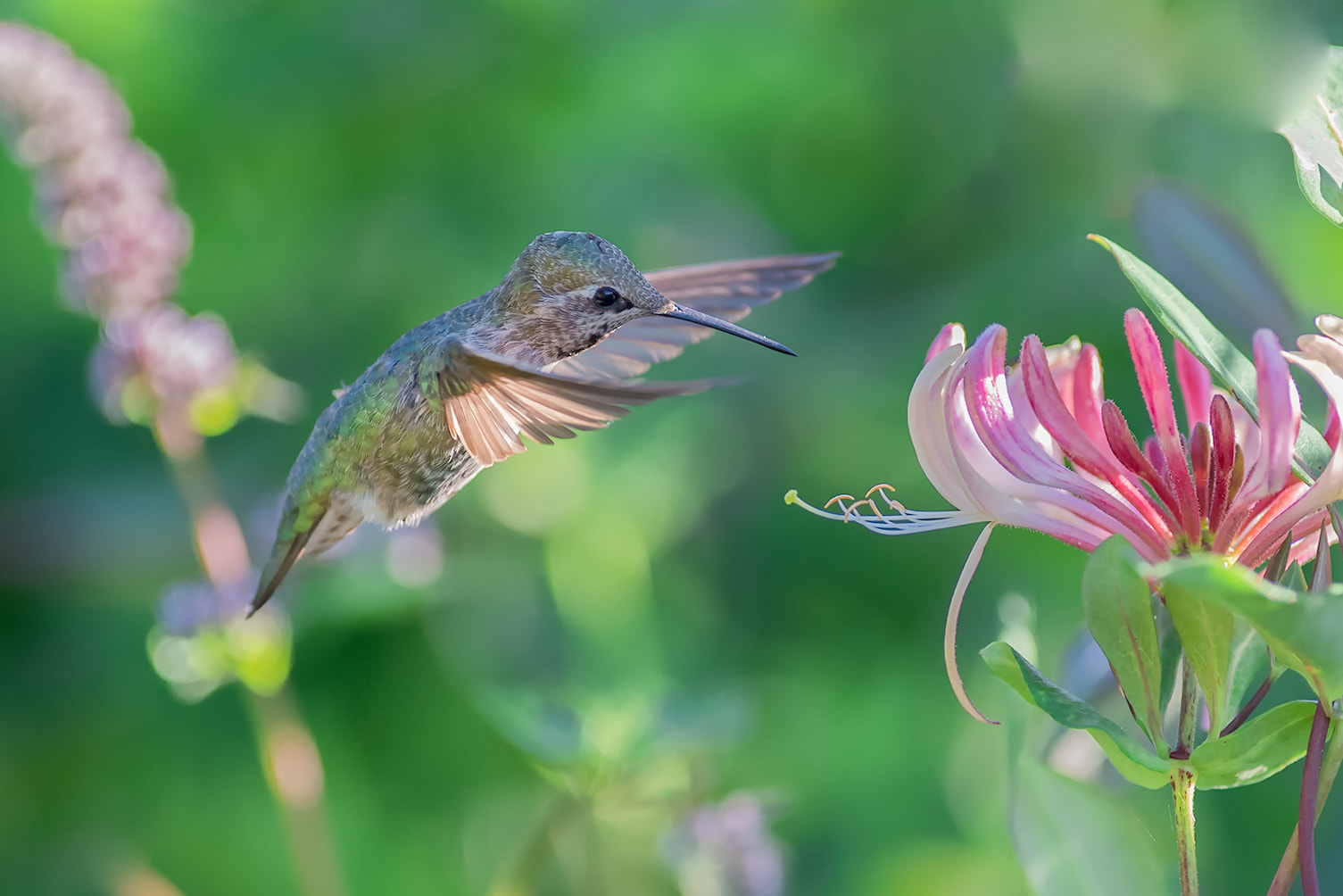 Nikon AF-S Nikkor 300mm F2.8G ED VR II sample photo. Hummingbird photography