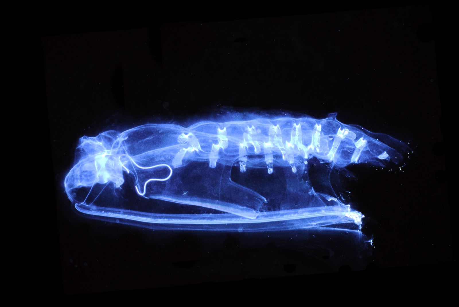 Nikon AF-S DX Micro Nikkor 40mm F2.8 sample photo. Pelagictunicate photography