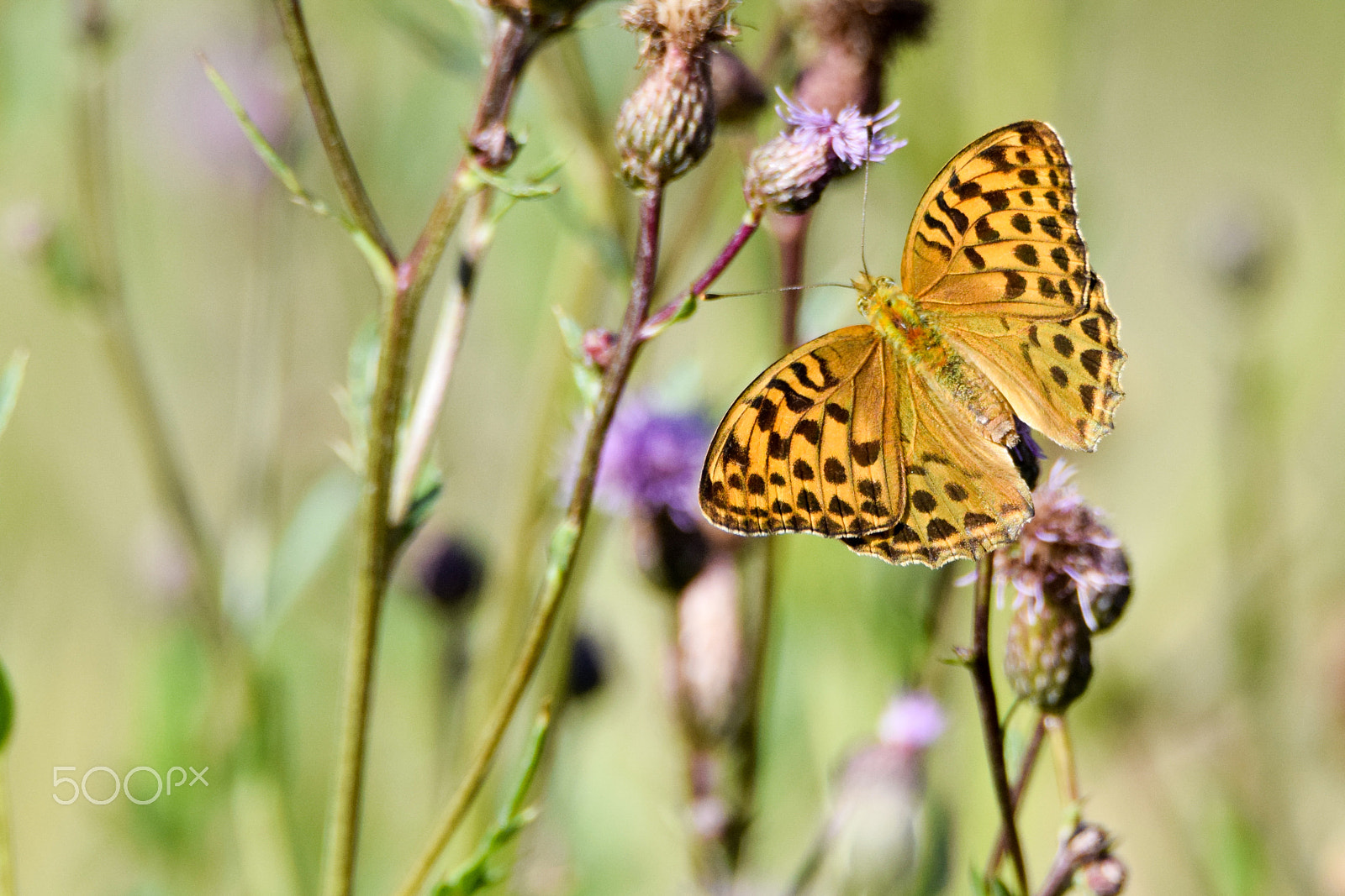 Tamron SP 150-600mm F5-6.3 Di VC USD sample photo. Argynnis paphia (silver-washed fritillary) photography