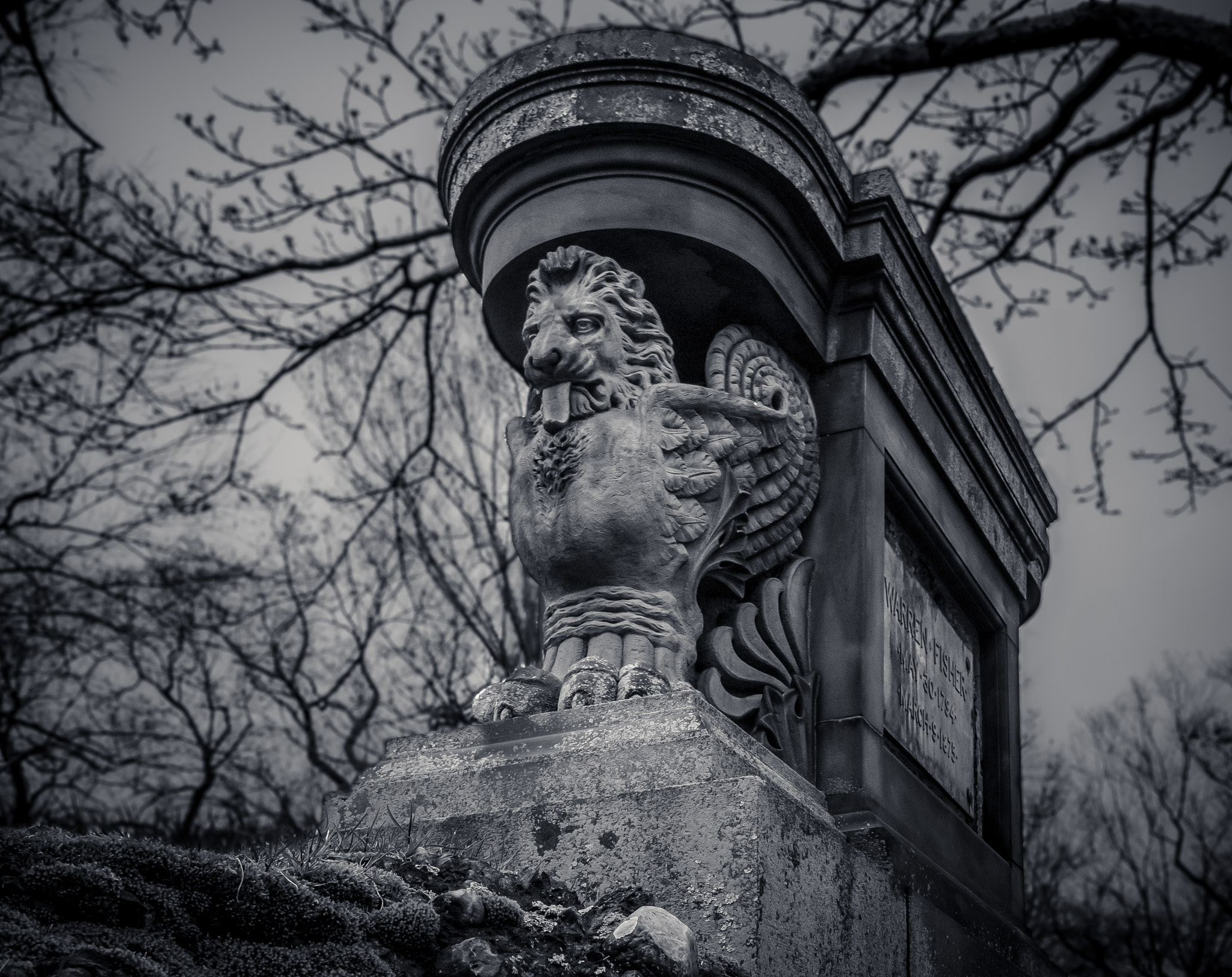 Canon EOS 760D (EOS Rebel T6s / EOS 8000D) sample photo. Lion photography