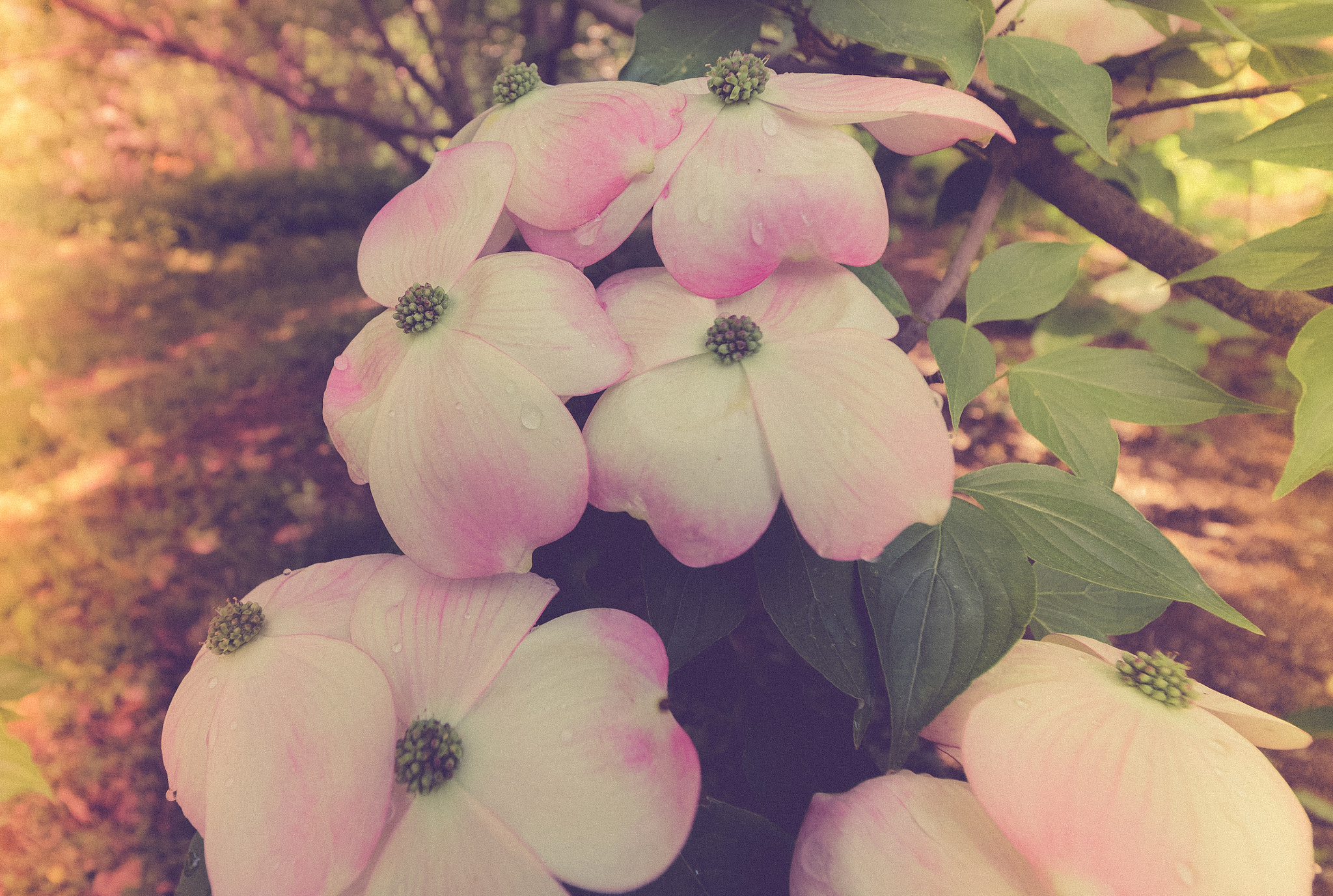 Canon EOS 760D (EOS Rebel T6s / EOS 8000D) sample photo. Dogwood photography