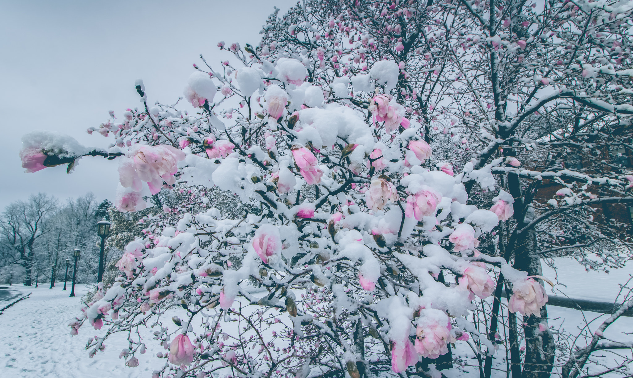 Canon EOS 760D (EOS Rebel T6s / EOS 8000D) sample photo. Frozen photography