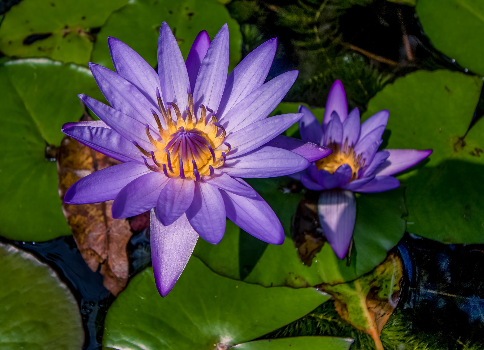 Canon EOS 760D (EOS Rebel T6s / EOS 8000D) sample photo. Waterlilly photography