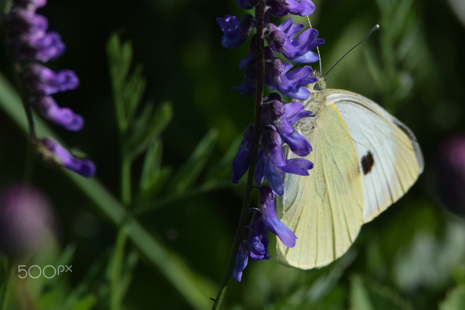 Tamron SP 150-600mm F5-6.3 Di VC USD sample photo. Whitefly (pieris bressicae) lurking behind a purple flower photography