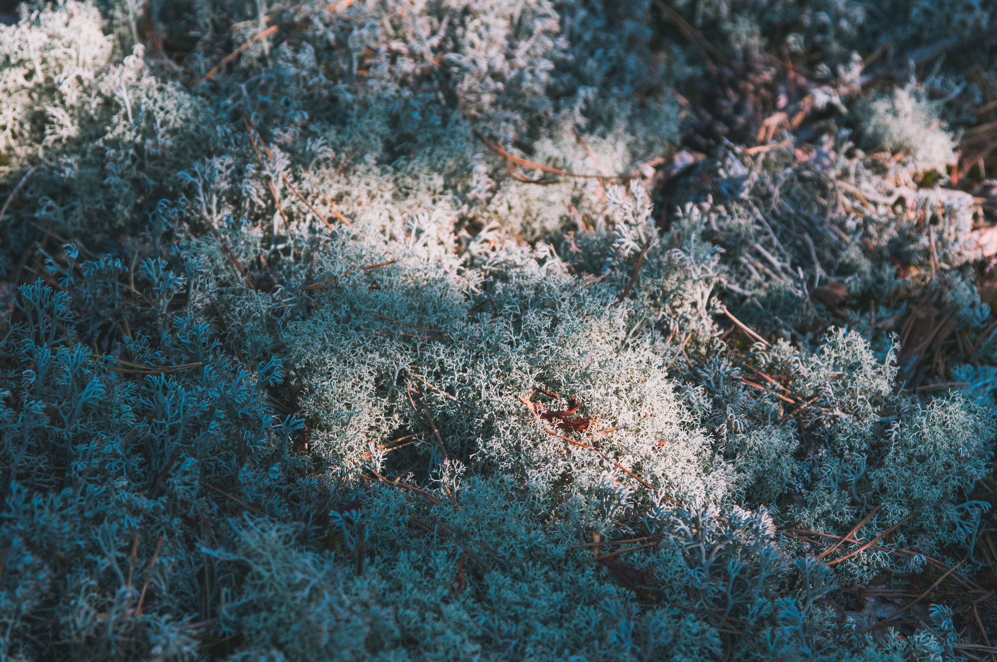 Sigma 17-70mm F2.8-4 DC Macro OS HSM sample photo. Moss photography