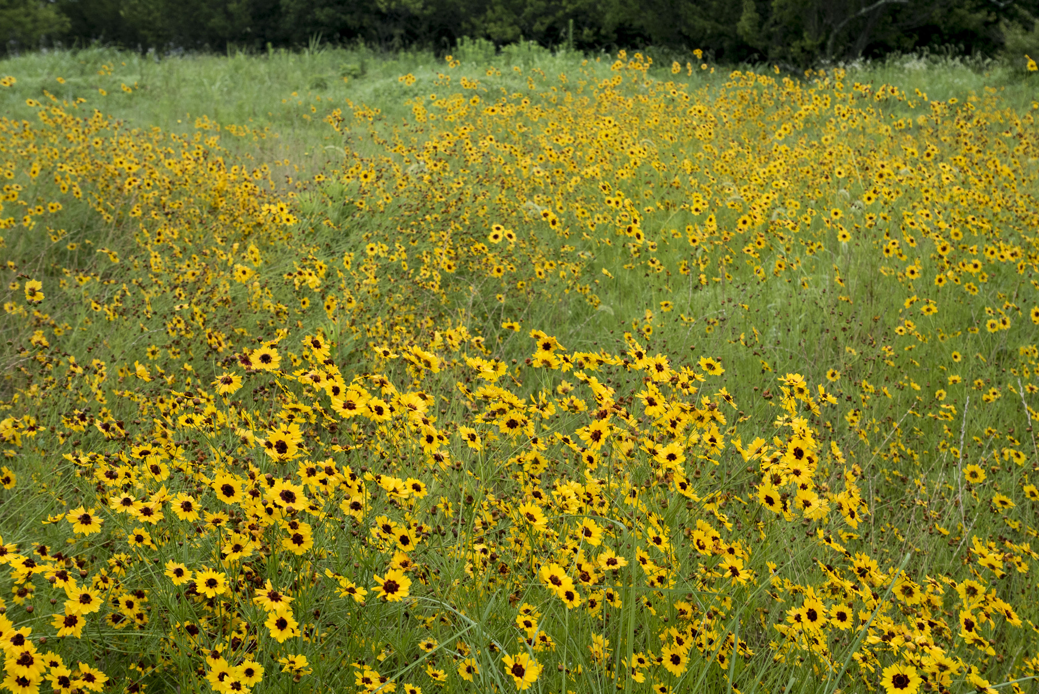 Panasonic Lumix DMC-GM5 sample photo. Yellow flowers photography