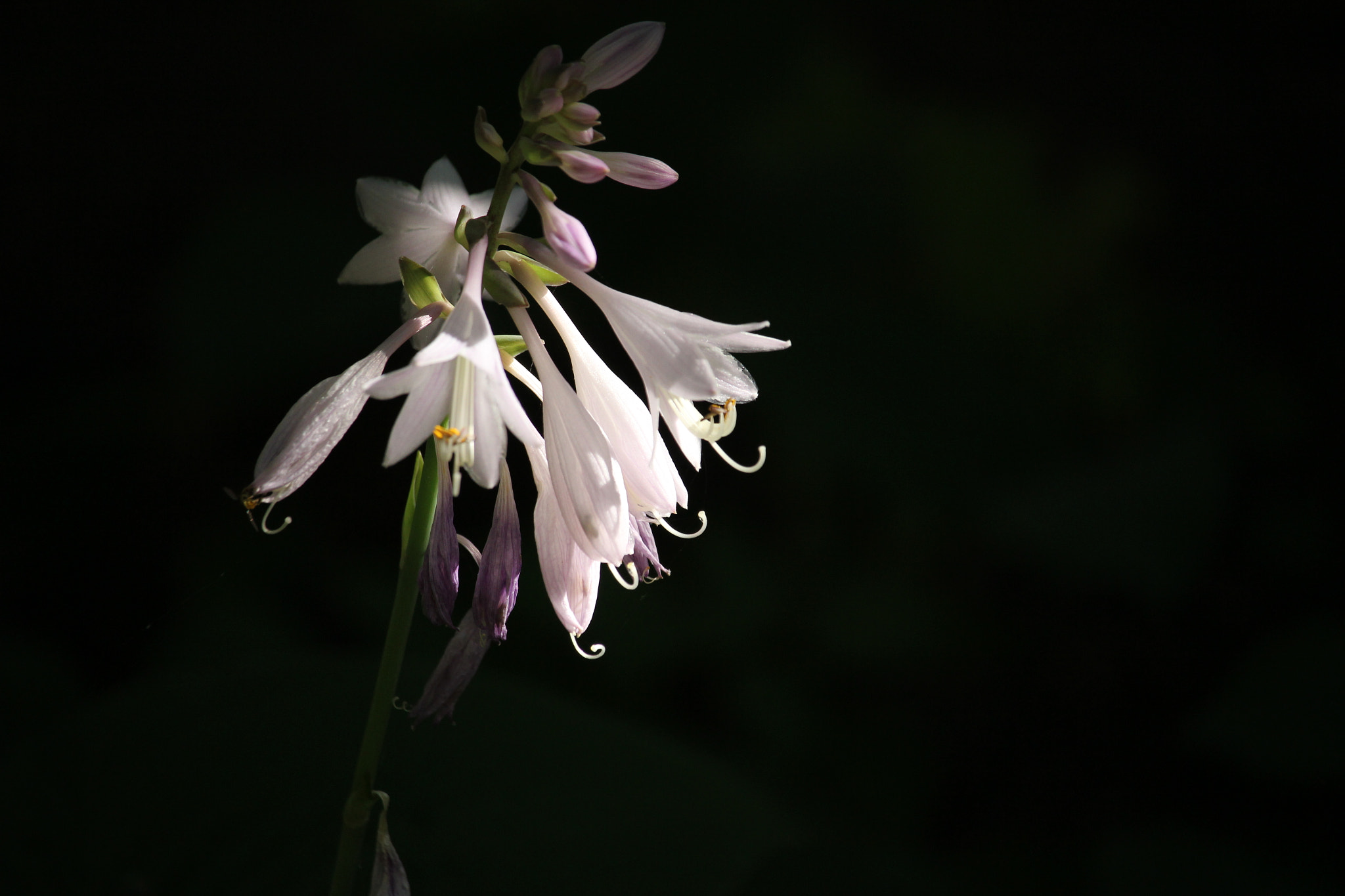 Canon EF-S 55-250mm F4-5.6 IS STM sample photo. Hosta in the sun photography