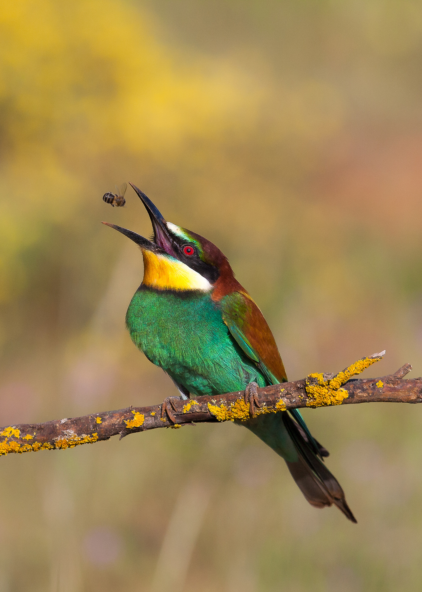 Canon EF 100-400mm F4.5-5.6L IS USM sample photo. The rainbow became a bird... photography