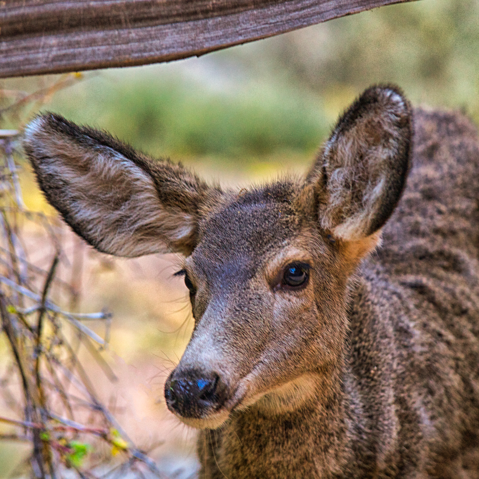 Tamron SP AF 70-200mm F2.8 Di LD (IF) MACRO sample photo. Mule deer in zion photography
