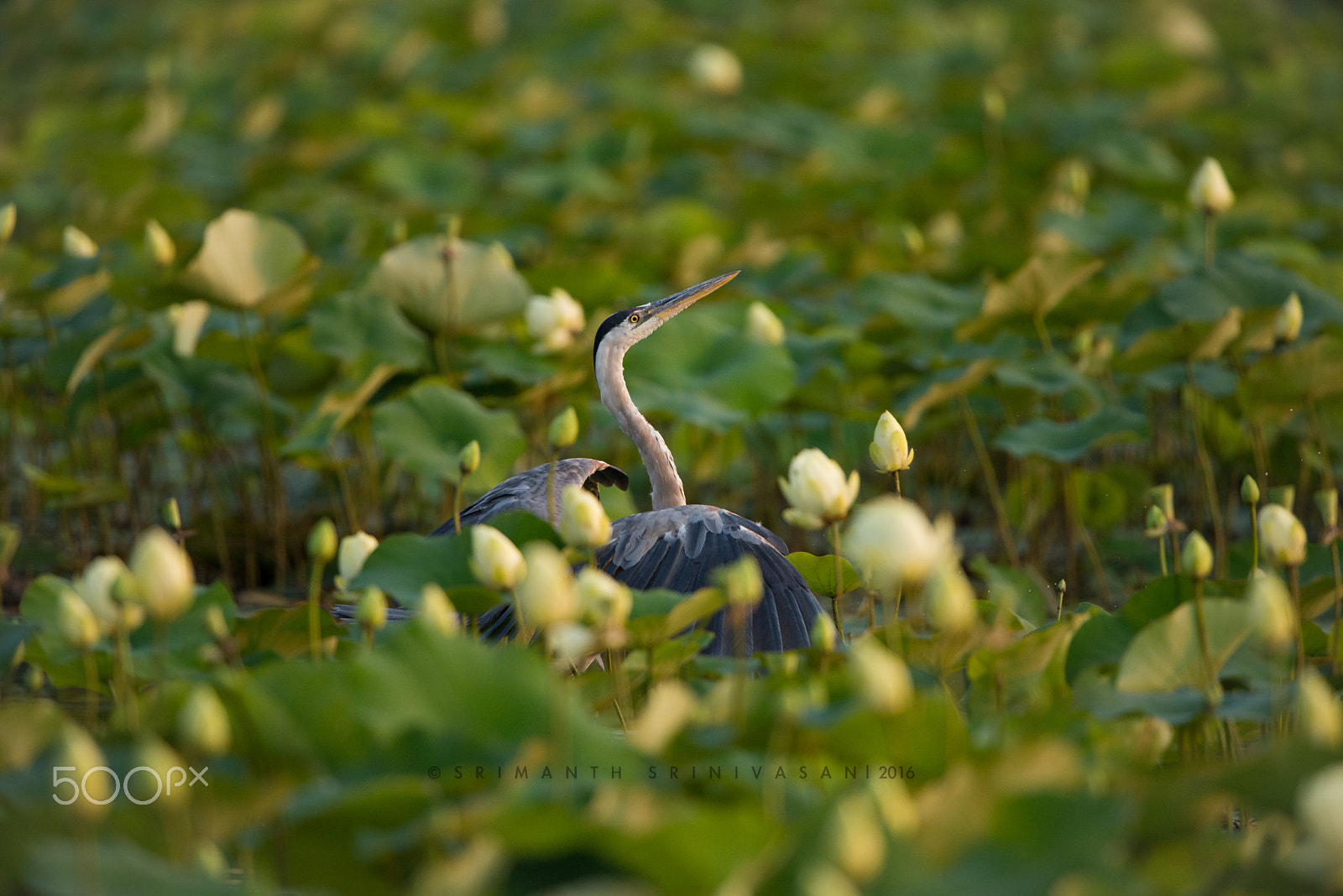 Nikon D610 + Nikon AF-S Nikkor 600mm F4G ED VR sample photo. Great blue heron photography