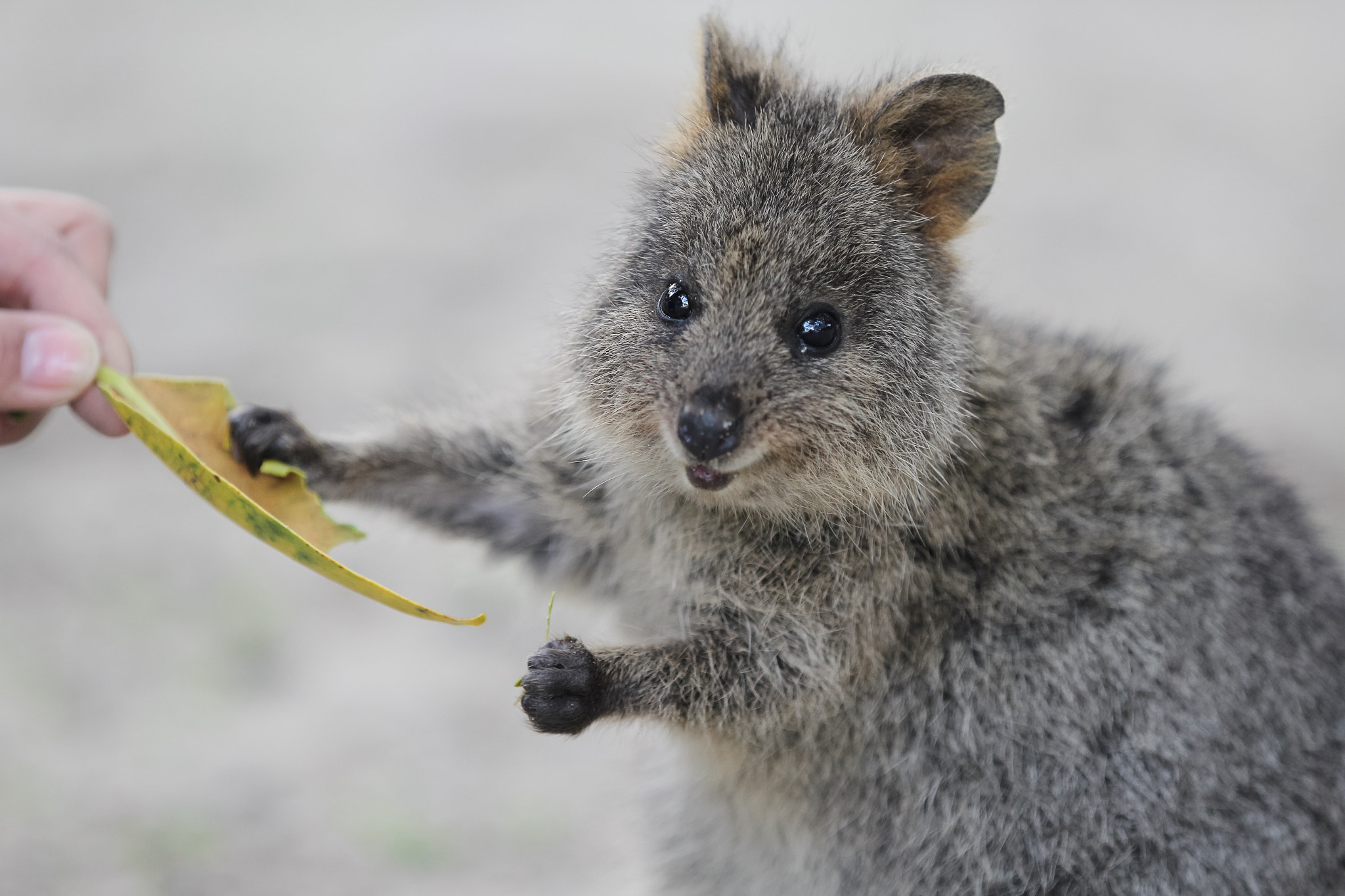 Canon EOS 60D + Canon EF 70-200mm F2.8L IS II USM sample photo. Quokka photography