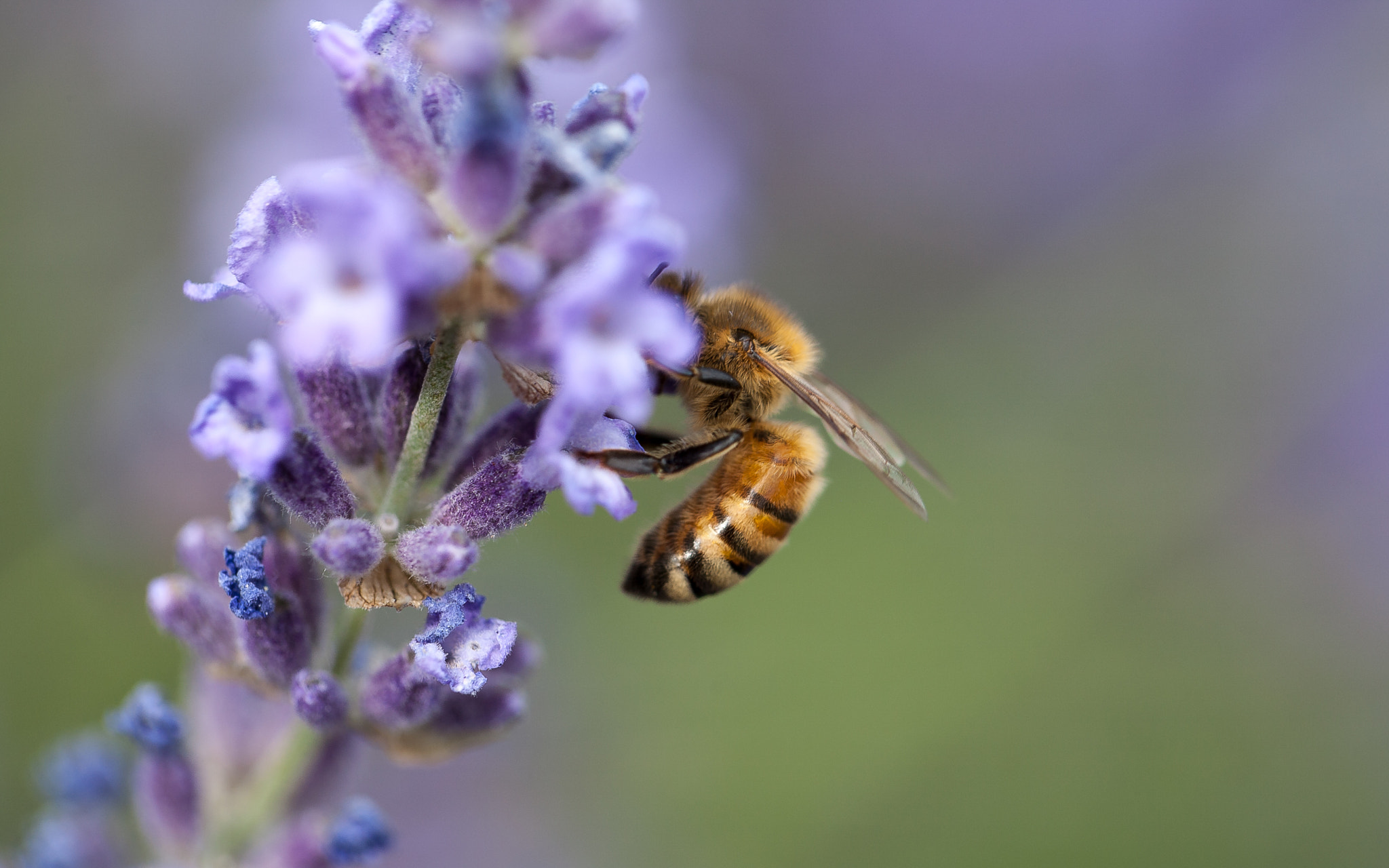 Canon EOS 5D + Canon EF 100mm F2.8L Macro IS USM sample photo. Bee photography