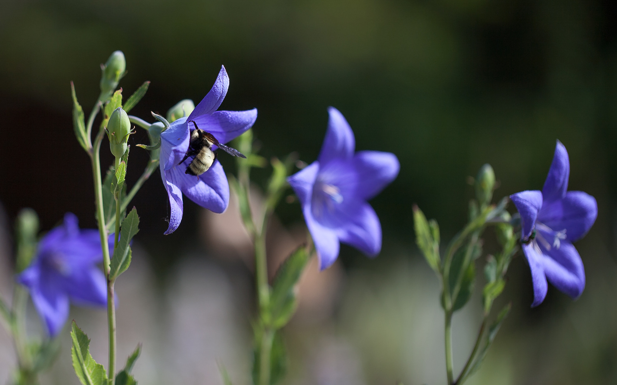 Canon EOS 5D + Canon EF 100mm F2.8L Macro IS USM sample photo. Bee photography