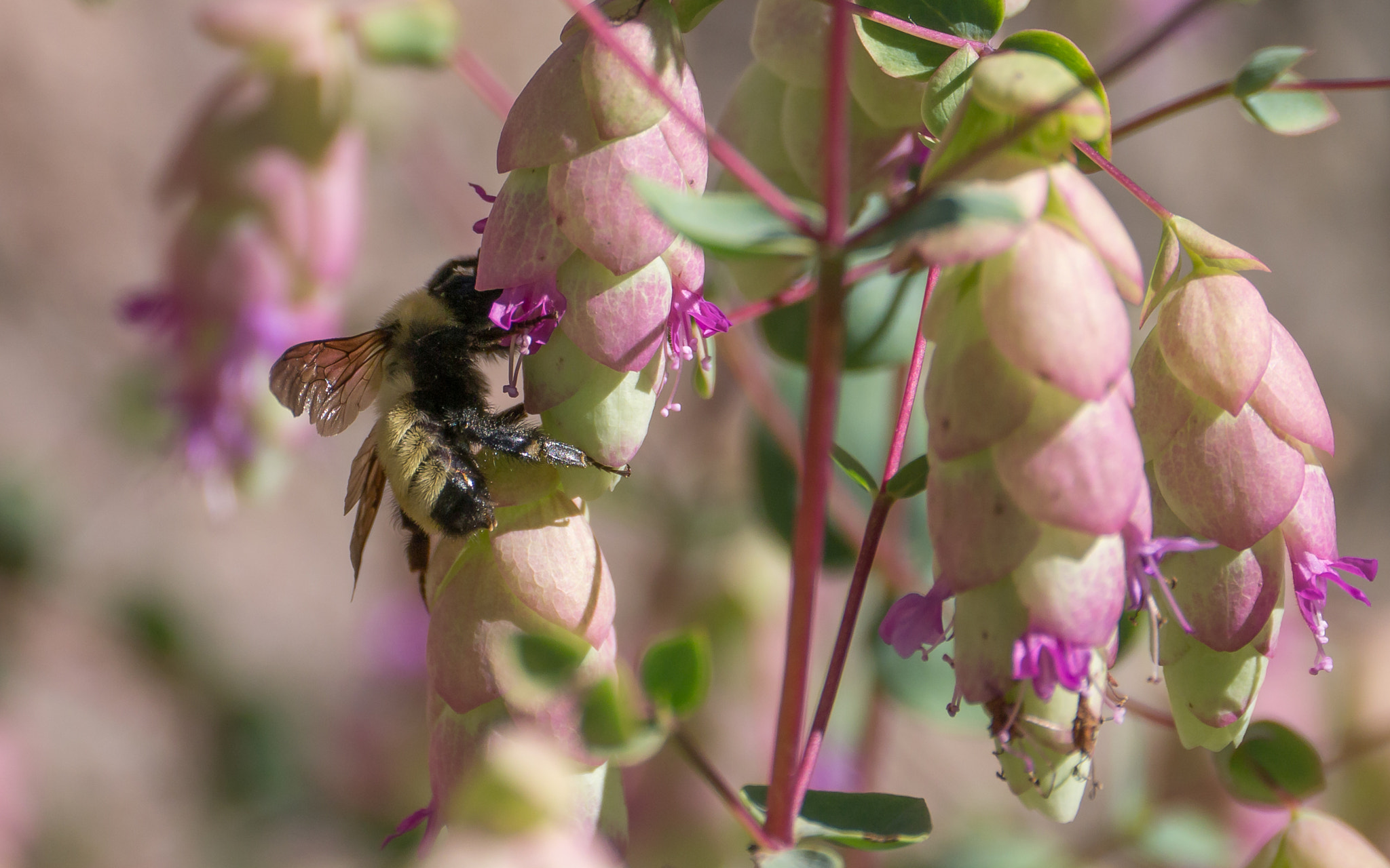 Panasonic Lumix DMC-GX1 sample photo. Bee photography