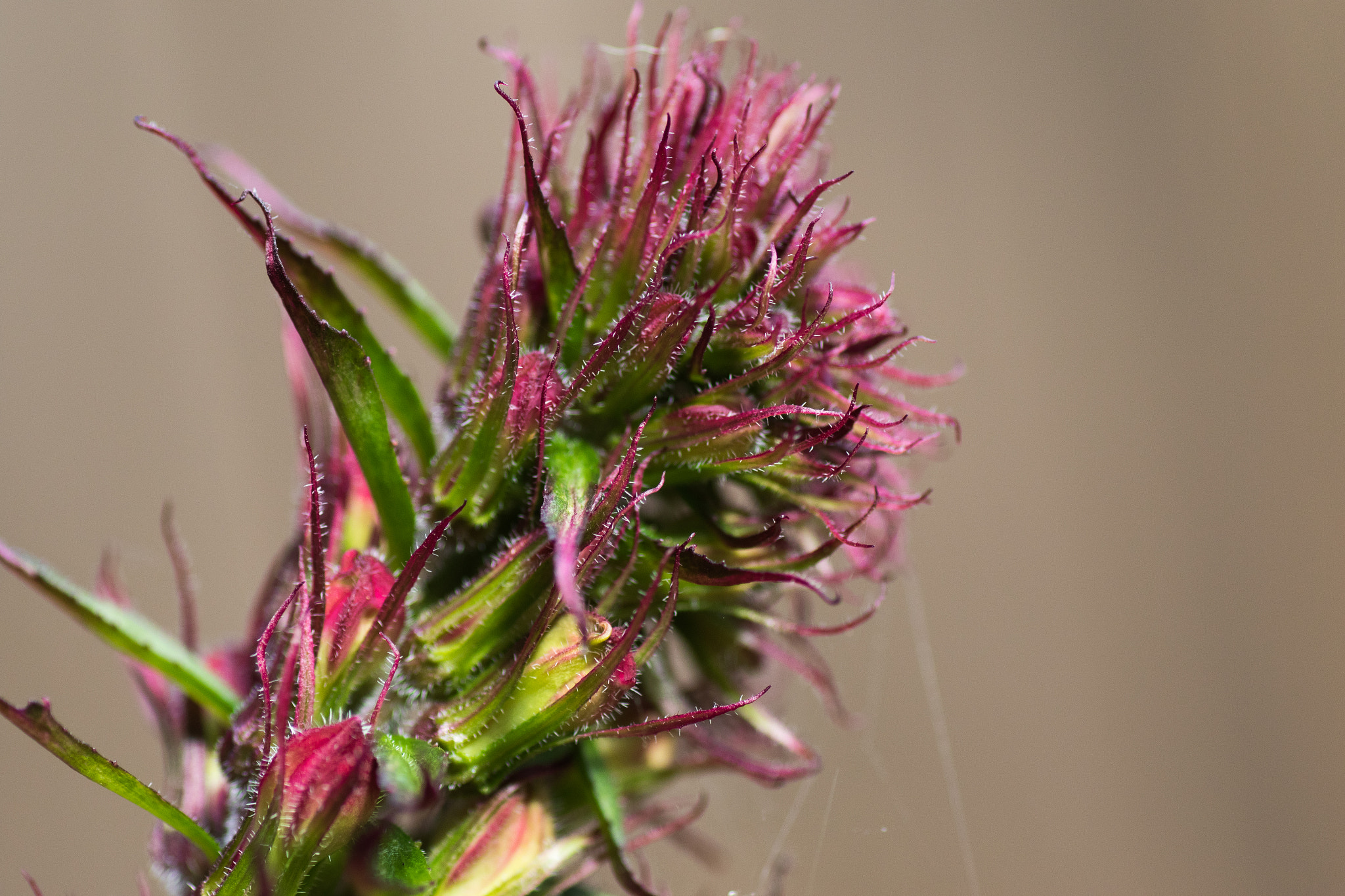 Canon EOS 7D Mark II + Tamron SP AF 90mm F2.8 Di Macro sample photo. Hairy flower photography