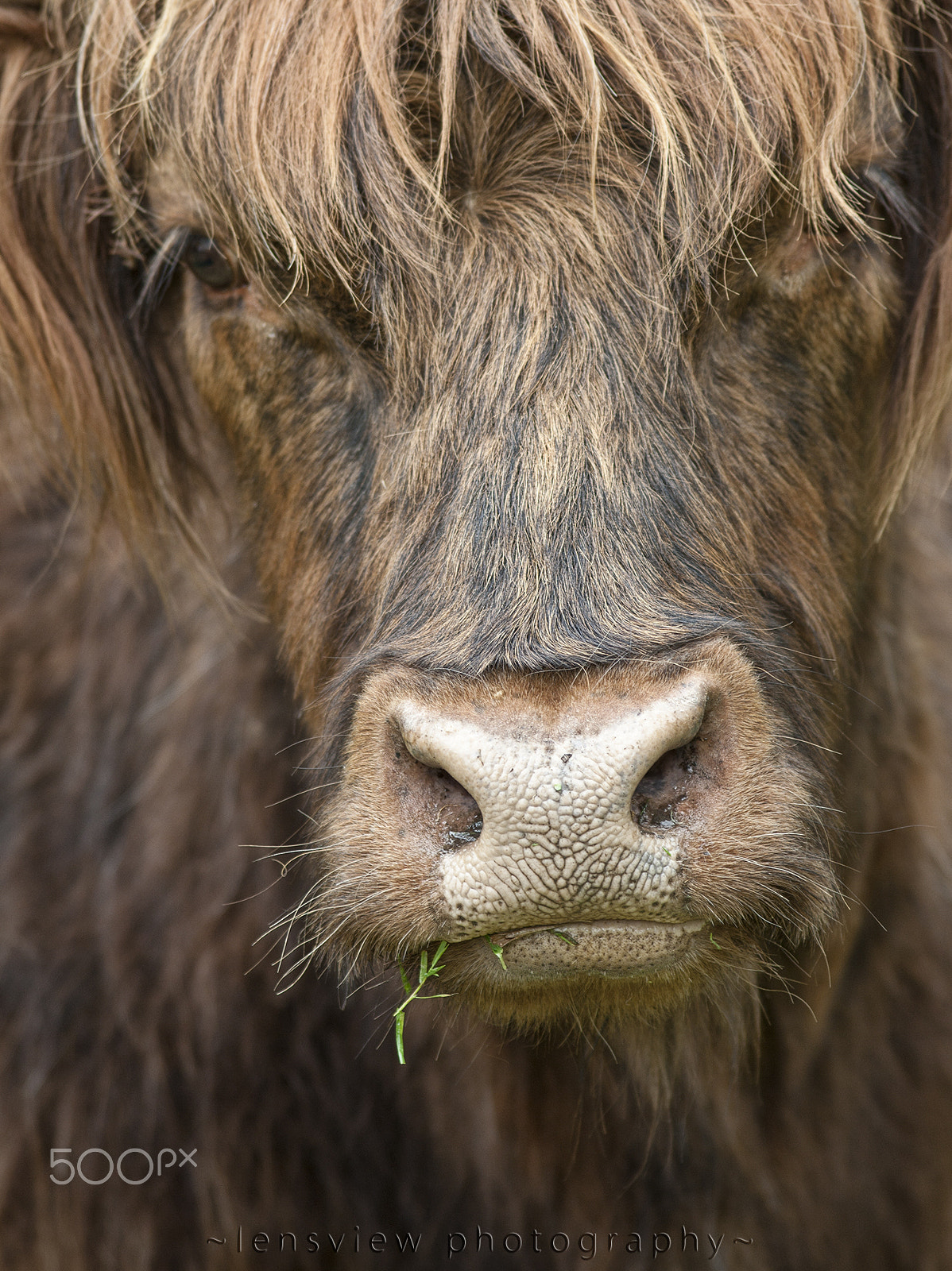 Canon EF 300mm F4L IS USM sample photo. West highland cattle photography