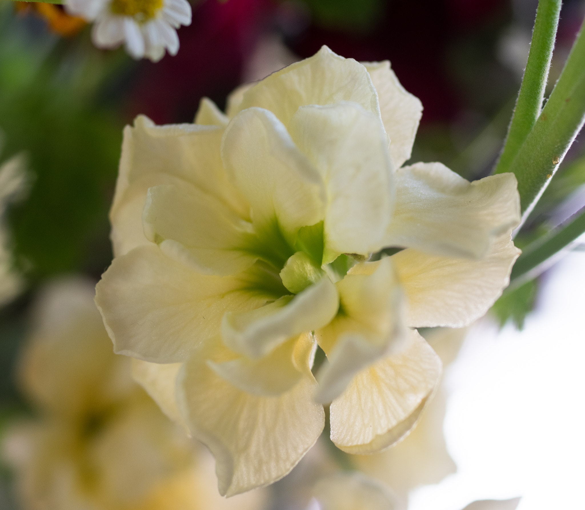 Pentax K-3 + smc PENTAX-FA Macro 50mm F2.8 sample photo. Stocks photography