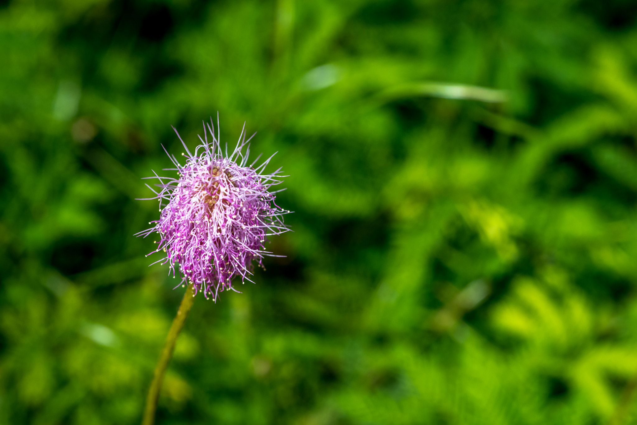 Nikon AF Micro-Nikkor 60mm F2.8D sample photo. Fuzzy pink photography
