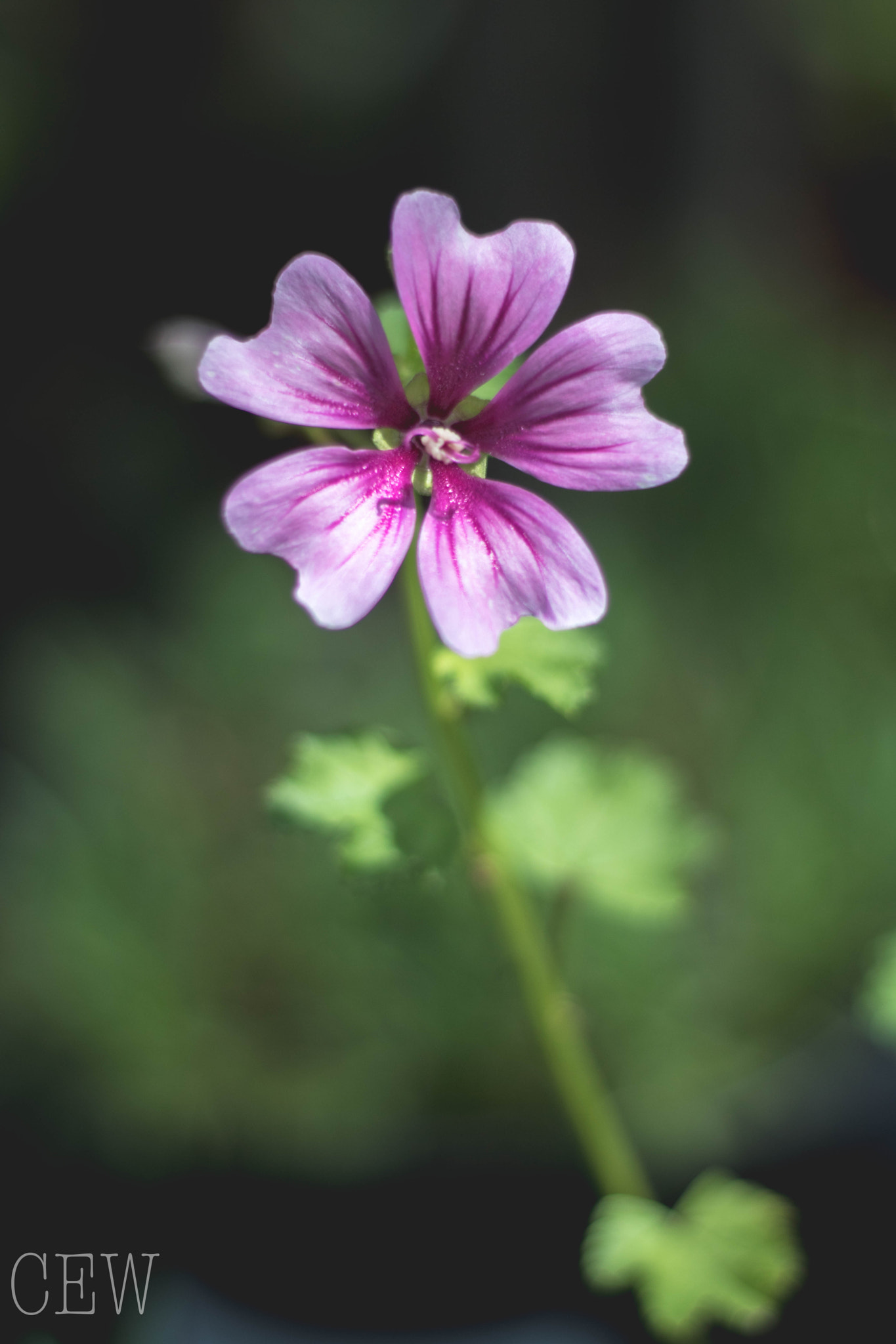 Canon EOS 760D (EOS Rebel T6s / EOS 8000D) sample photo. Mallow photography