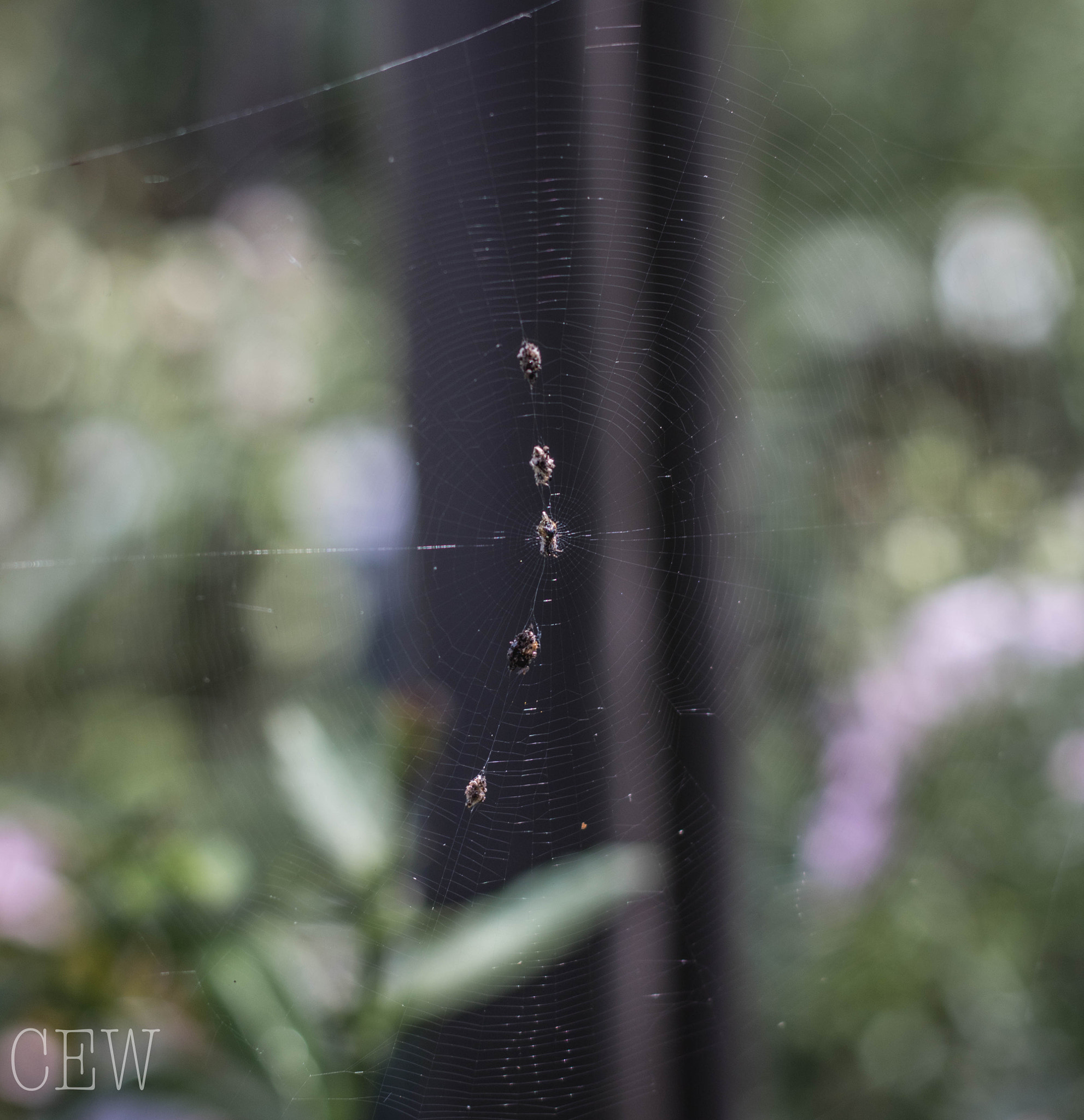 Canon EOS 760D (EOS Rebel T6s / EOS 8000D) sample photo. Spiderweb photography