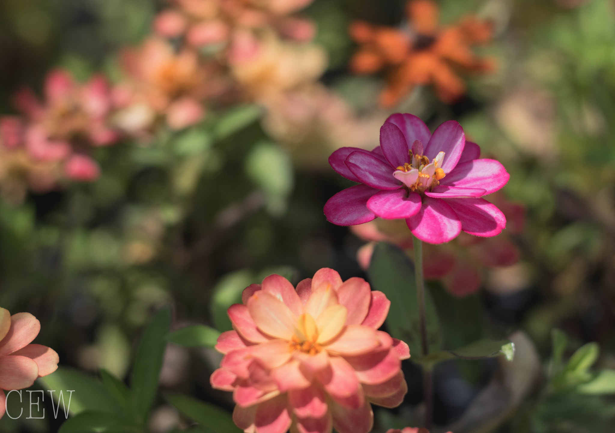 Canon EOS 760D (EOS Rebel T6s / EOS 8000D) sample photo. Zinnia photography