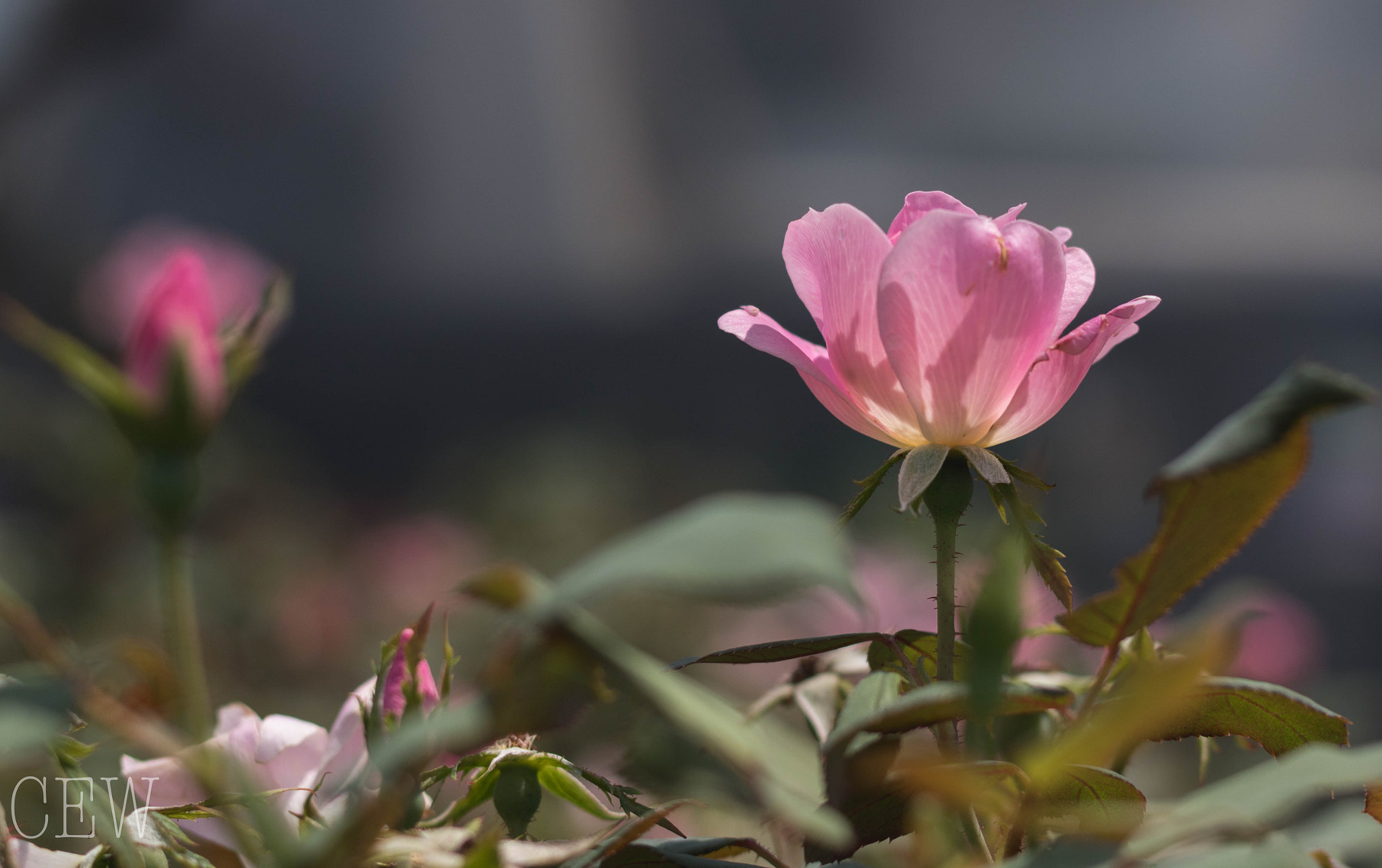 Canon EOS 760D (EOS Rebel T6s / EOS 8000D) sample photo. Blushing pink roses photography