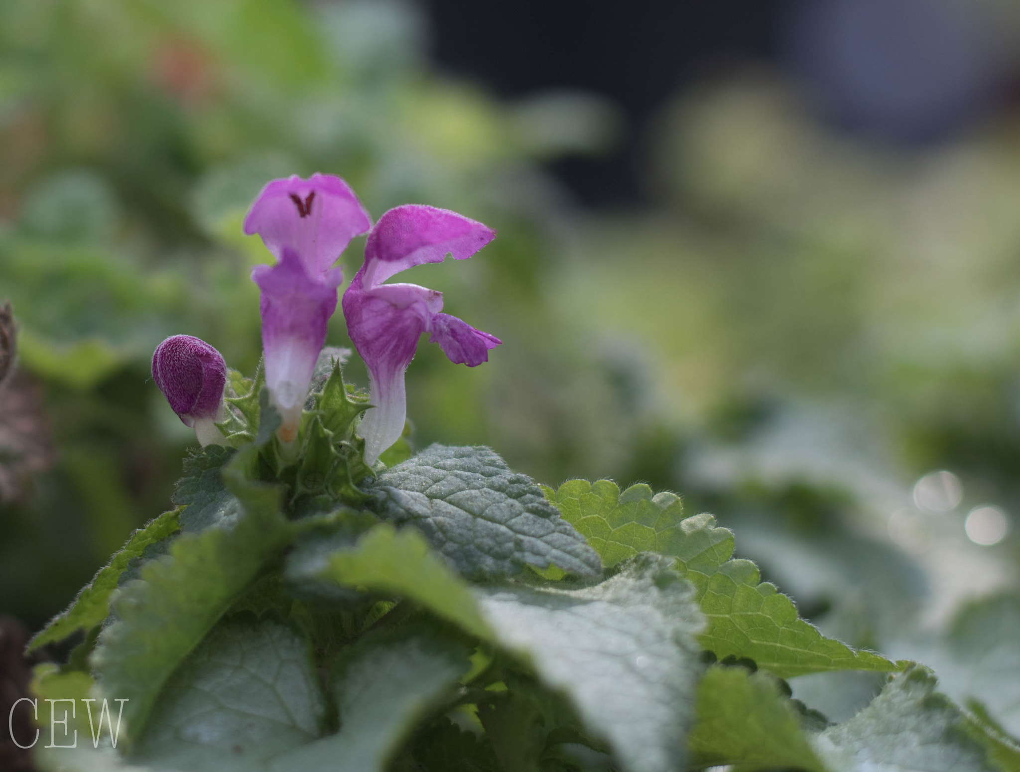 Canon EOS 760D (EOS Rebel T6s / EOS 8000D) sample photo. Lamiums photography