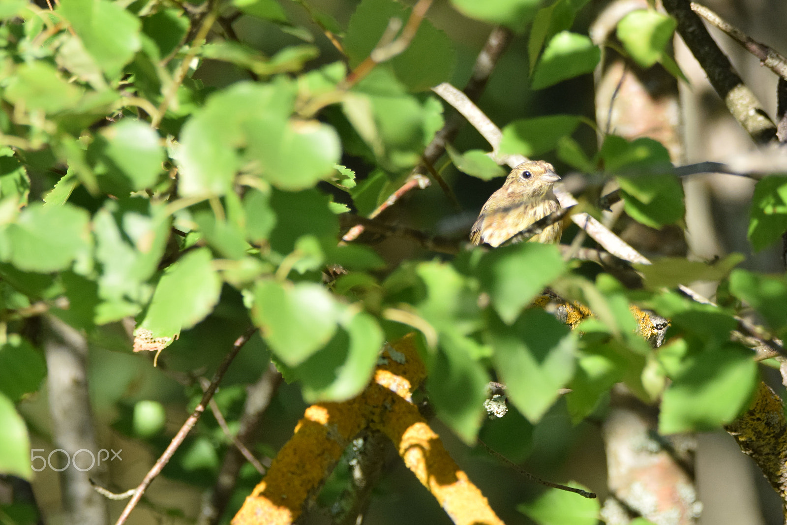 Tamron SP 150-600mm F5-6.3 Di VC USD sample photo. Hideout revealed photography