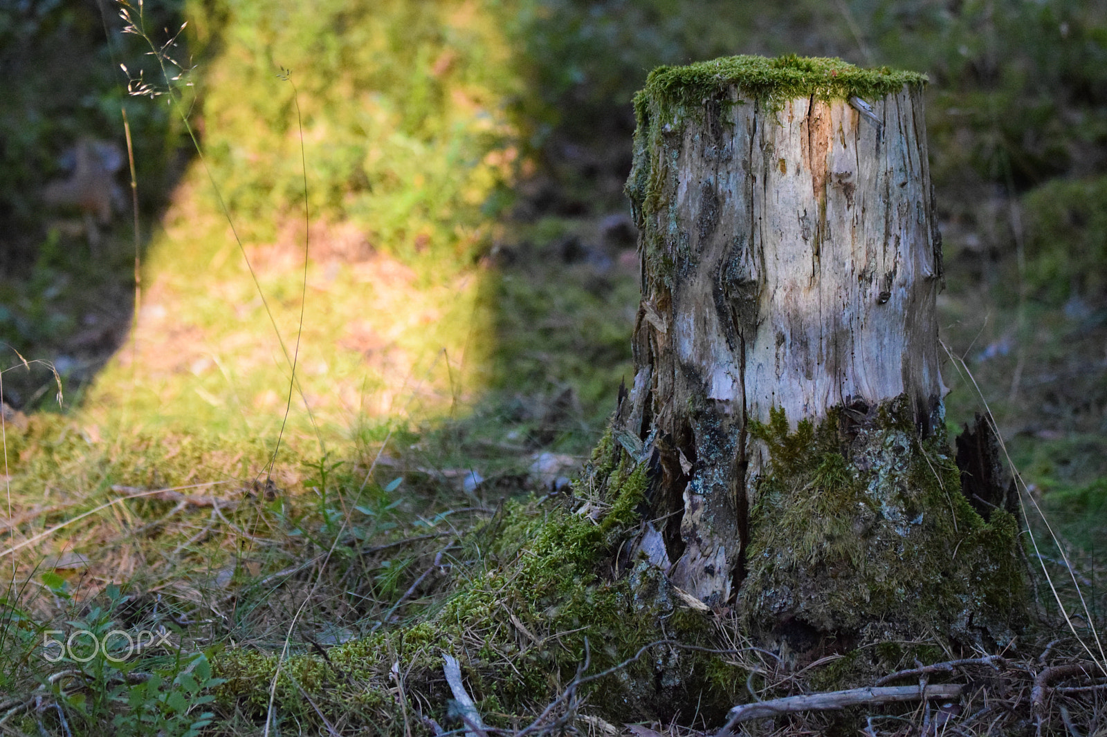 Tamron SP 150-600mm F5-6.3 Di VC USD sample photo. The tree stump that missed the spotlight photography
