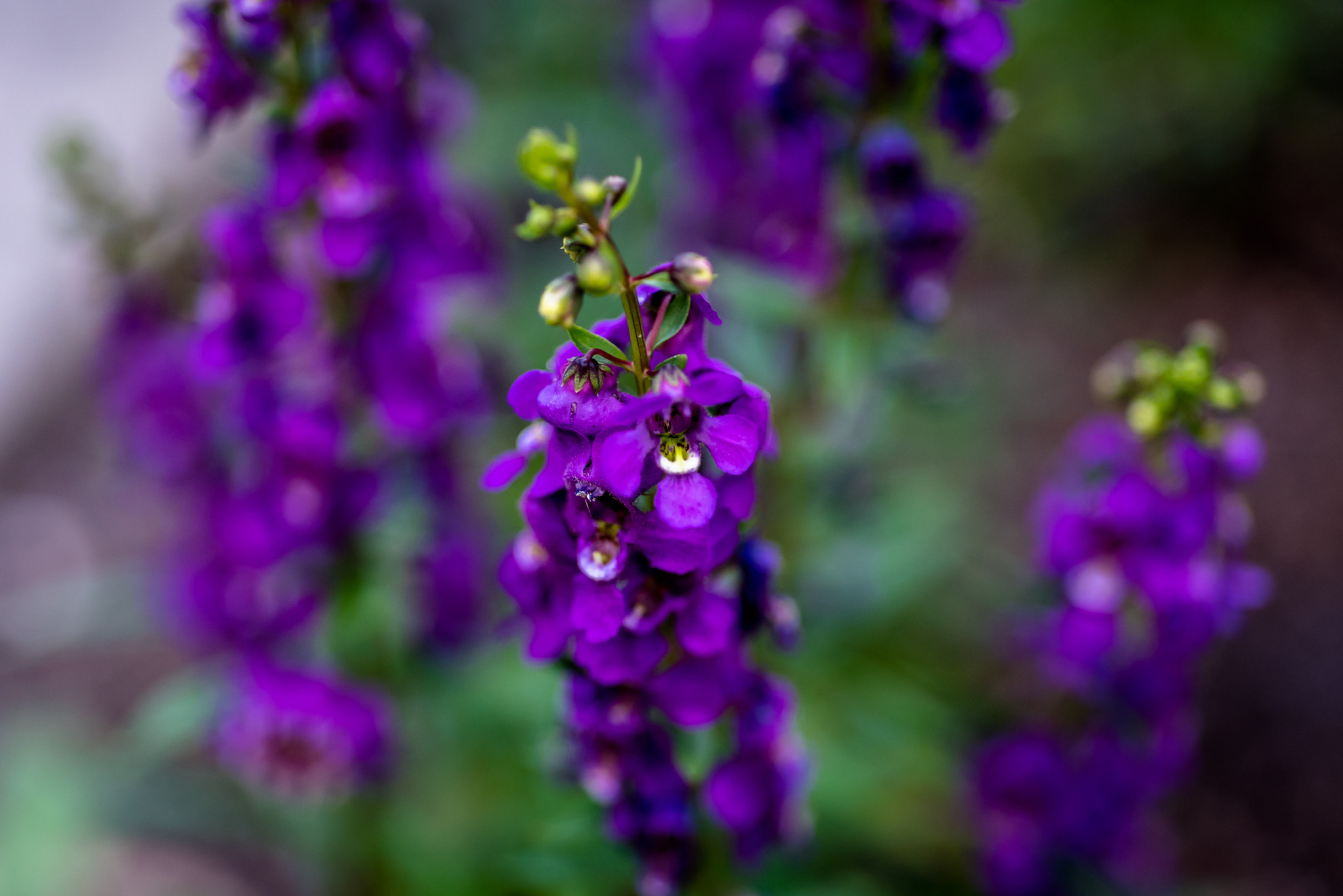 Nikon AF Micro-Nikkor 60mm F2.8D sample photo. Purple bloom photography