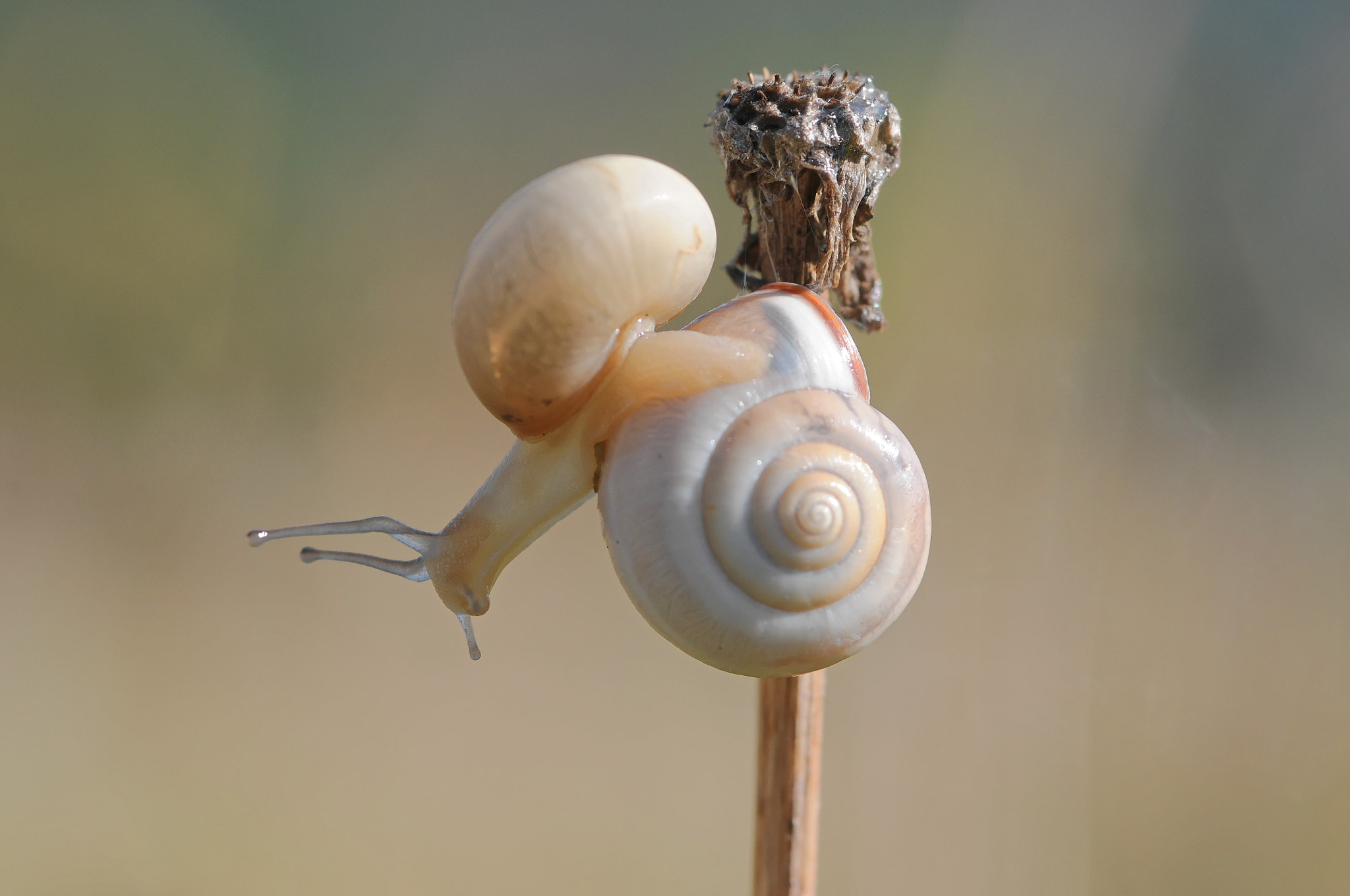 Nikon D300S + Sigma 105mm F2.8 EX DG Macro sample photo. Escargots-rencontre photography