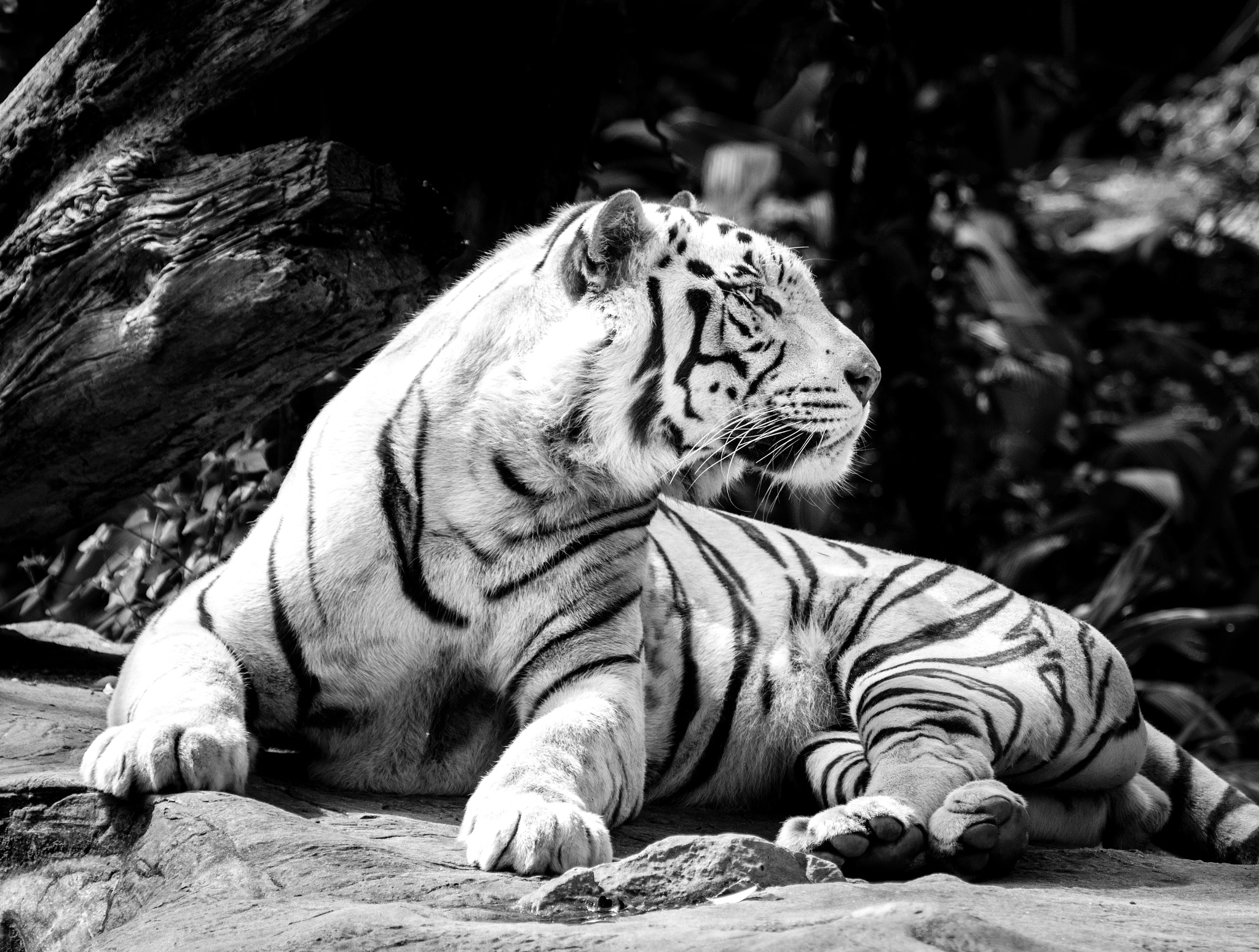 Canon EOS 70D + Canon EF 100-400mm F4.5-5.6L IS USM sample photo. Big cat b&w photography