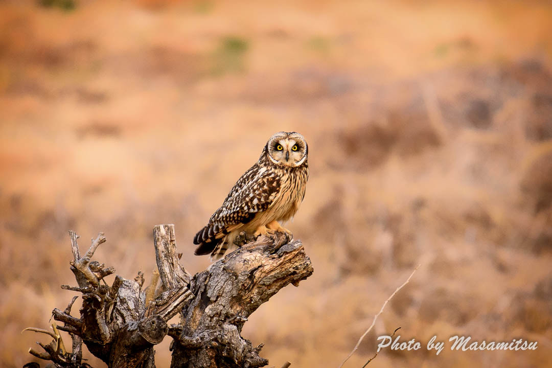 Sigma 150-600mm F5-6.3 DG OS HSM | S sample photo. Rest photography