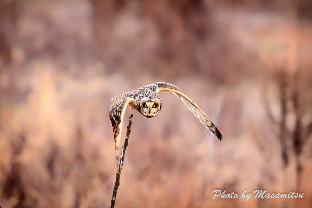 Sigma 150-600mm F5-6.3 DG OS HSM | S sample photo. Take off photography