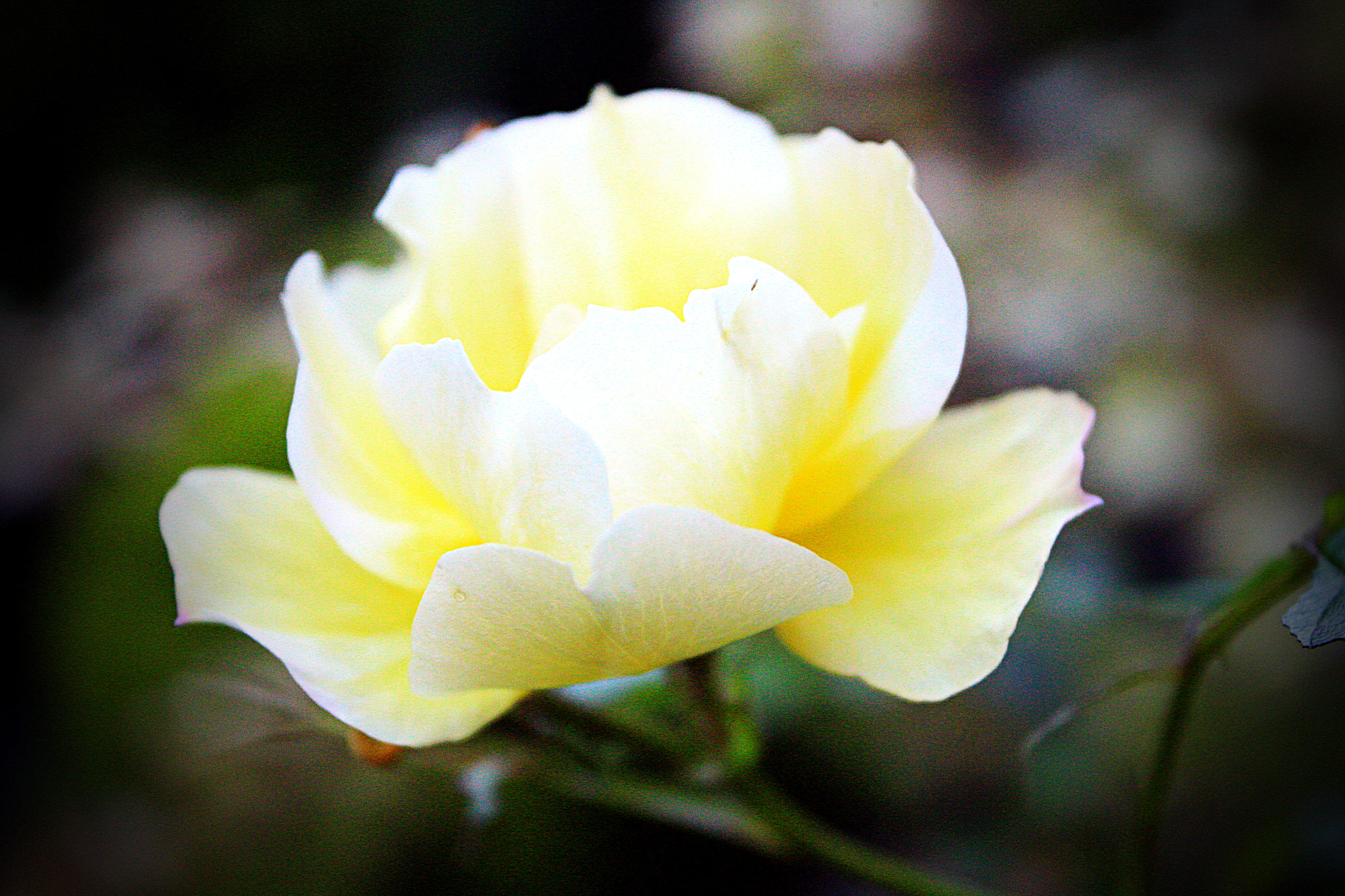 Canon EF-S 18-55mm F3.5-5.6 IS sample photo. For alice photography
