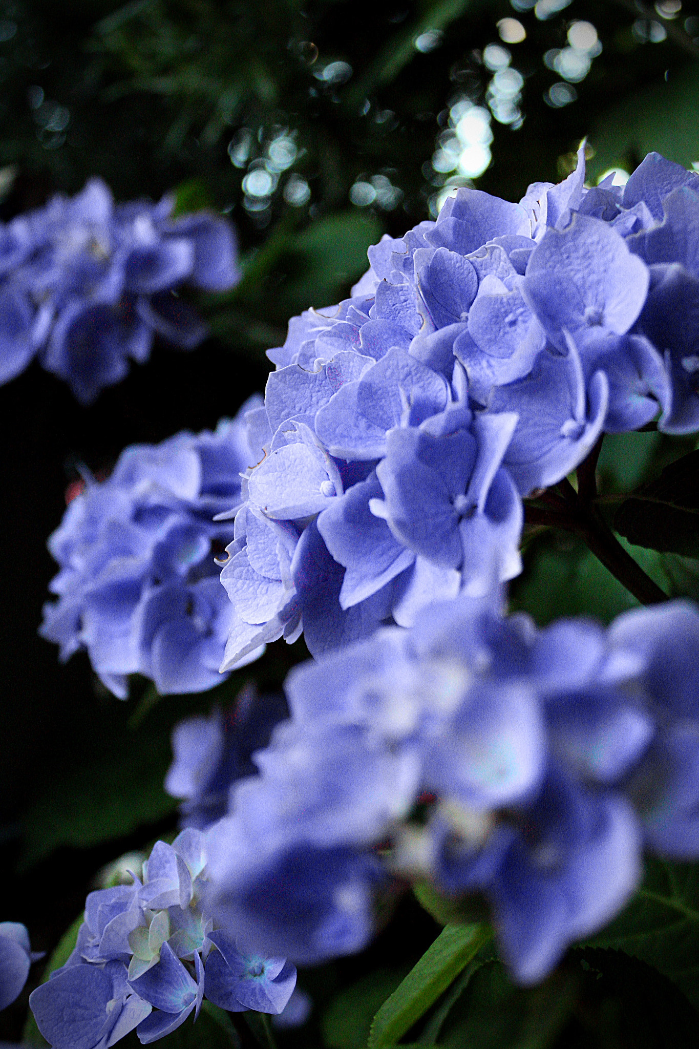 Canon EF-S 18-55mm F3.5-5.6 IS sample photo. For pauline photography