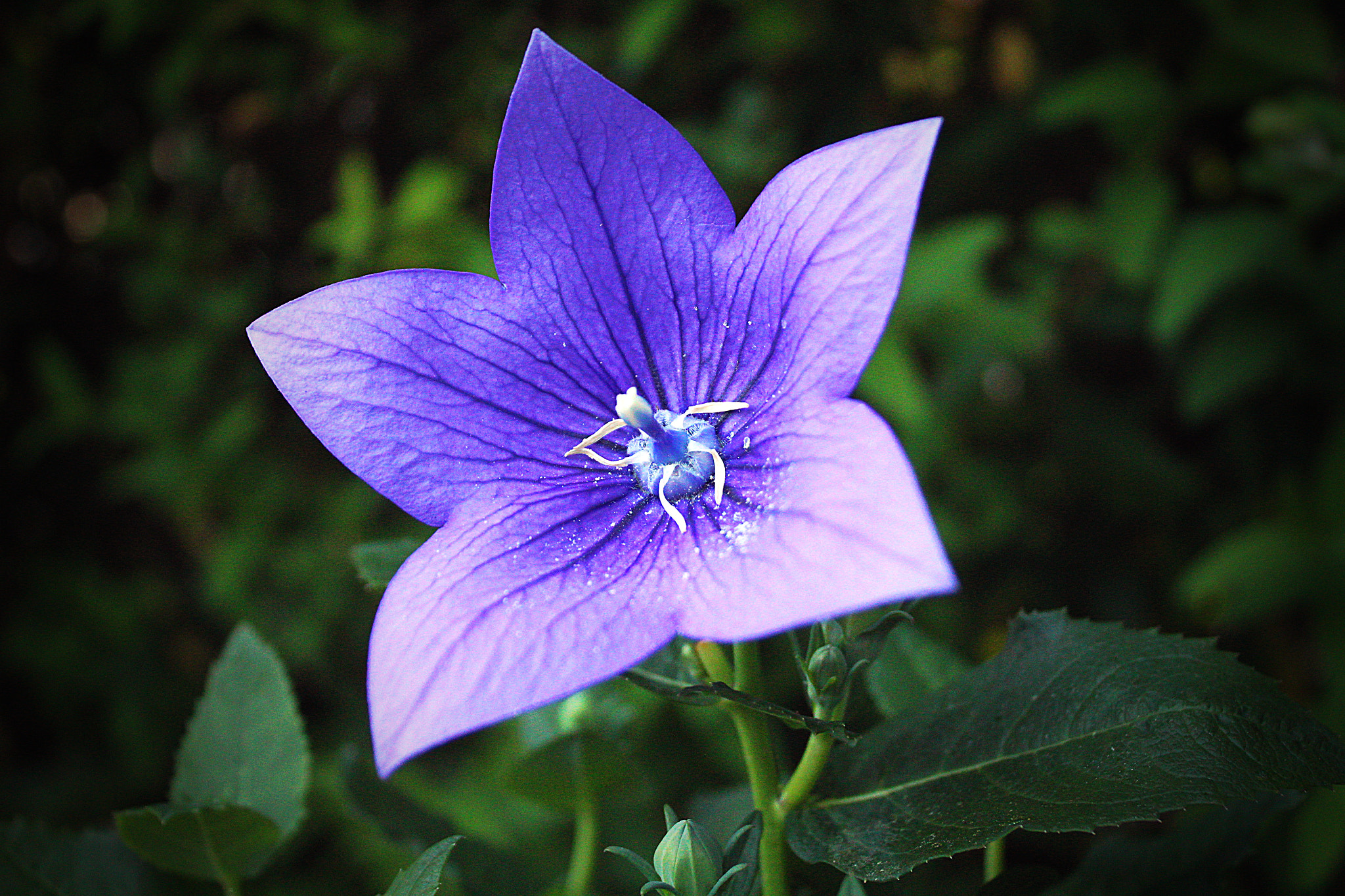 Canon EF-S 18-55mm F3.5-5.6 IS sample photo. Purple/blue blossom photography