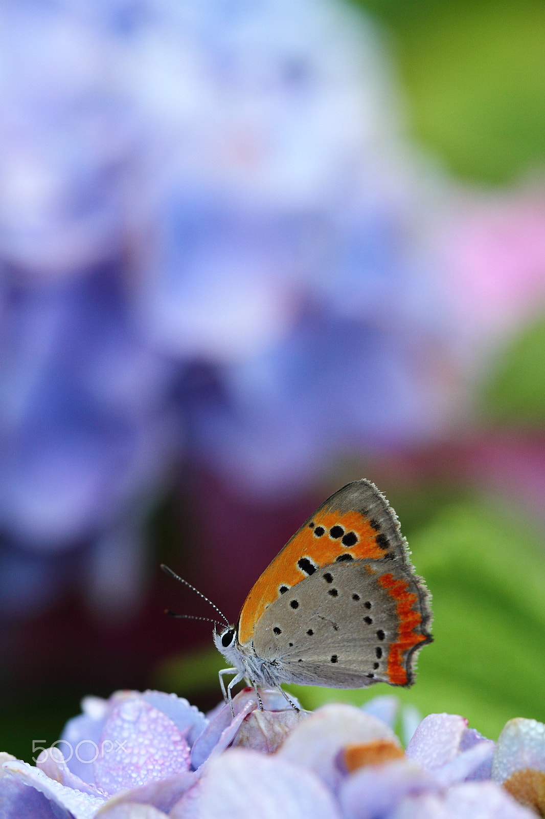 Canon EF 100mm F2.8L Macro IS USM sample photo. True colours photography