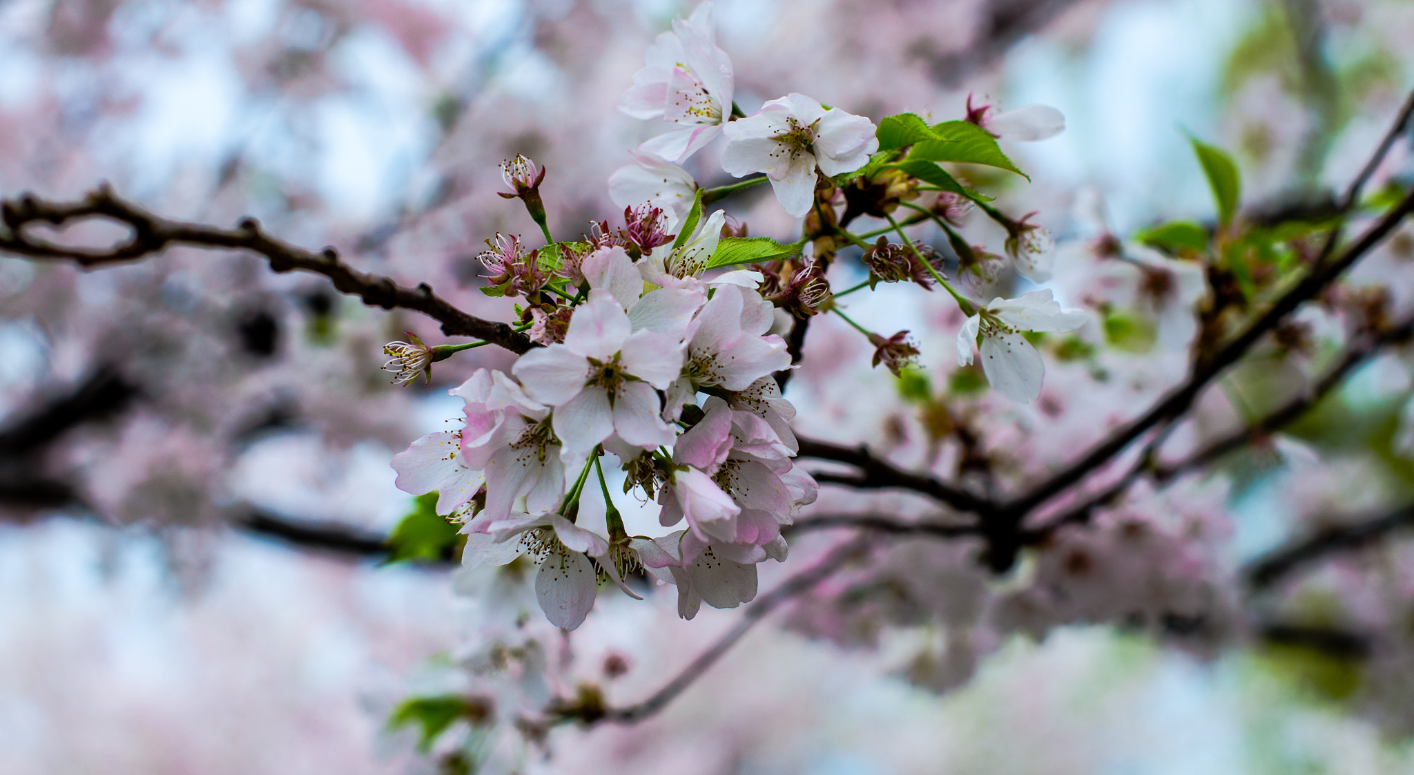 Nikon D7000 + Sigma 50mm F1.4 EX DG HSM sample photo. Toronto cherry blossoms photography