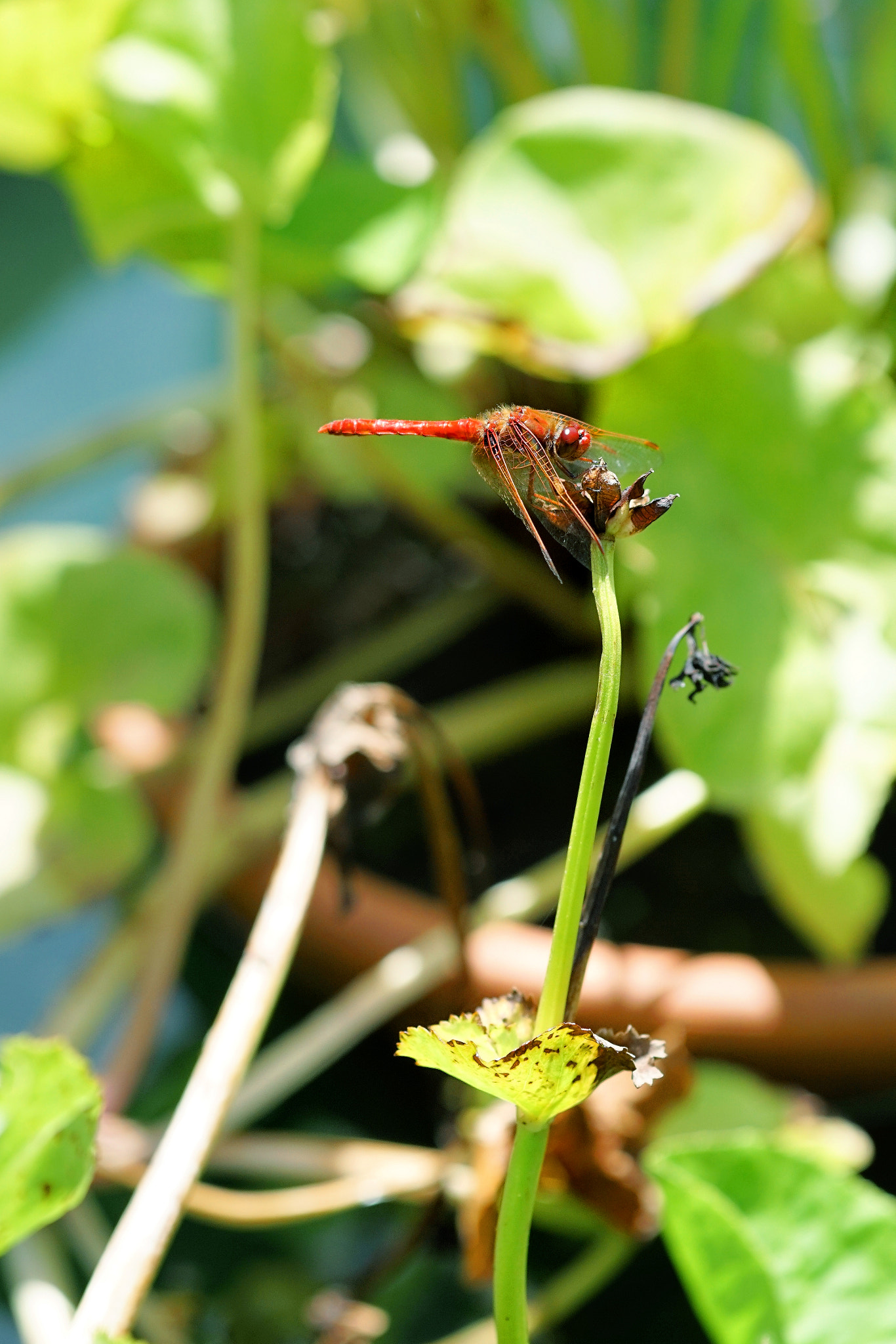 Sony a6300 + E 60mm F2.8 sample photo. Dragonfly photography