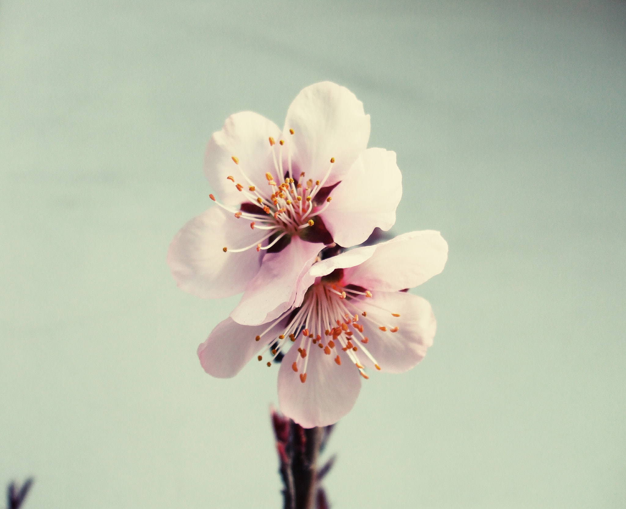 Fujifilm FinePix A820 sample photo. Peach tree flowers photography