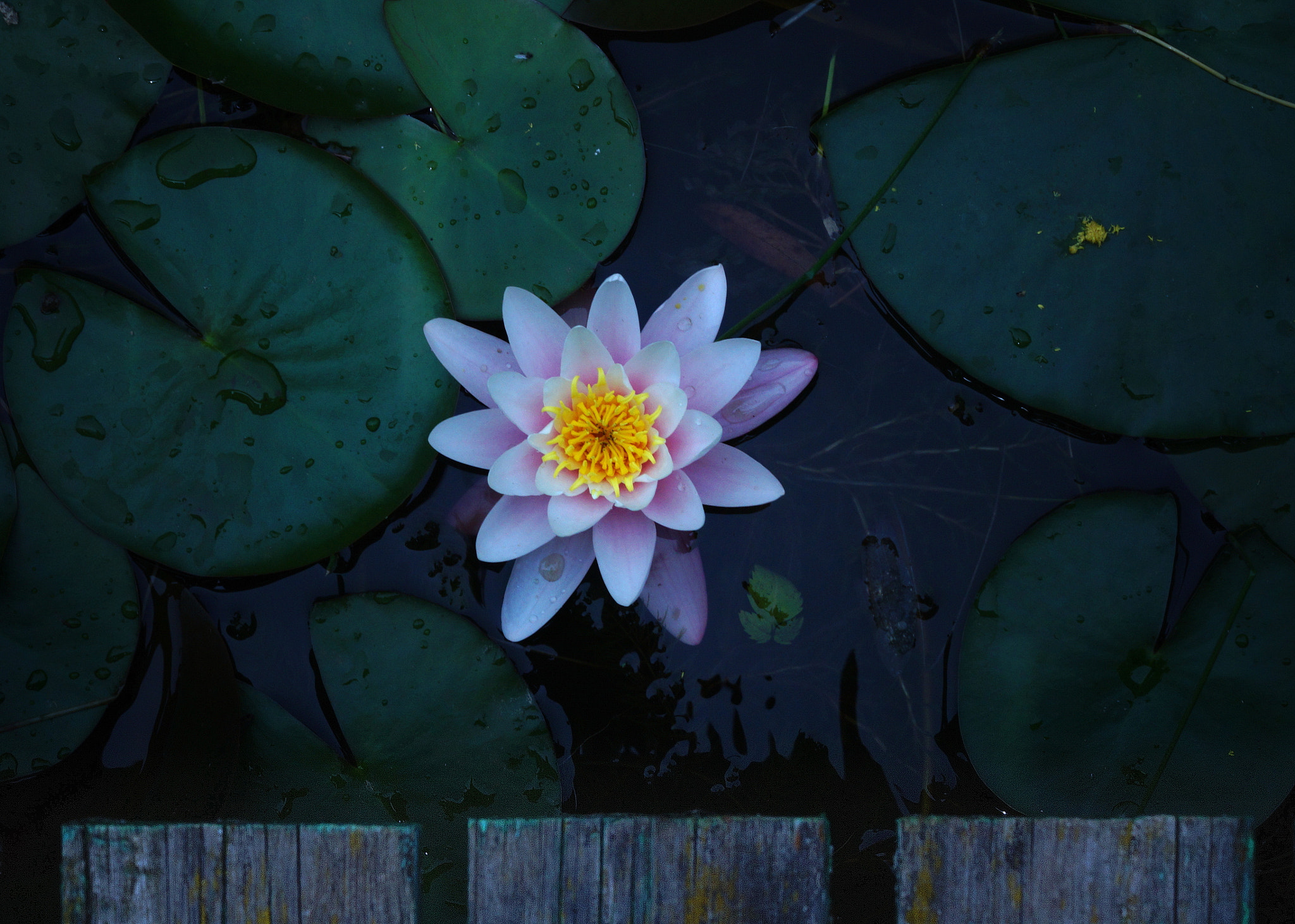 Sony DT 55-200mm F4-5.6 SAM sample photo. Water lily photography