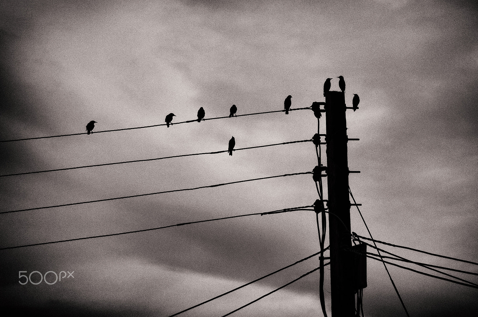 Tamron AF 28-75mm F2.8 XR Di LD Aspherical (IF) sample photo. The birds photography