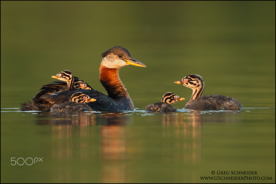 Canon EF 600mm F4L IS II USM sample photo. Red-necked grebe family photography