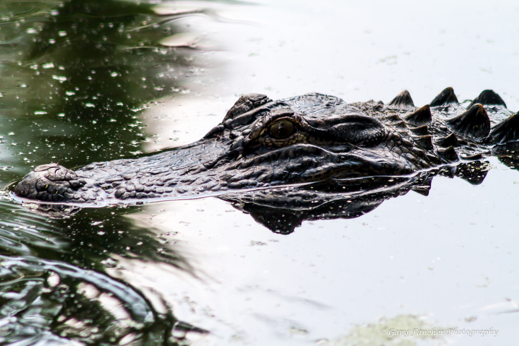 Canon EOS 7D + Canon EF 75-300mm F4.0-5.6 IS USM sample photo. American alligator photography
