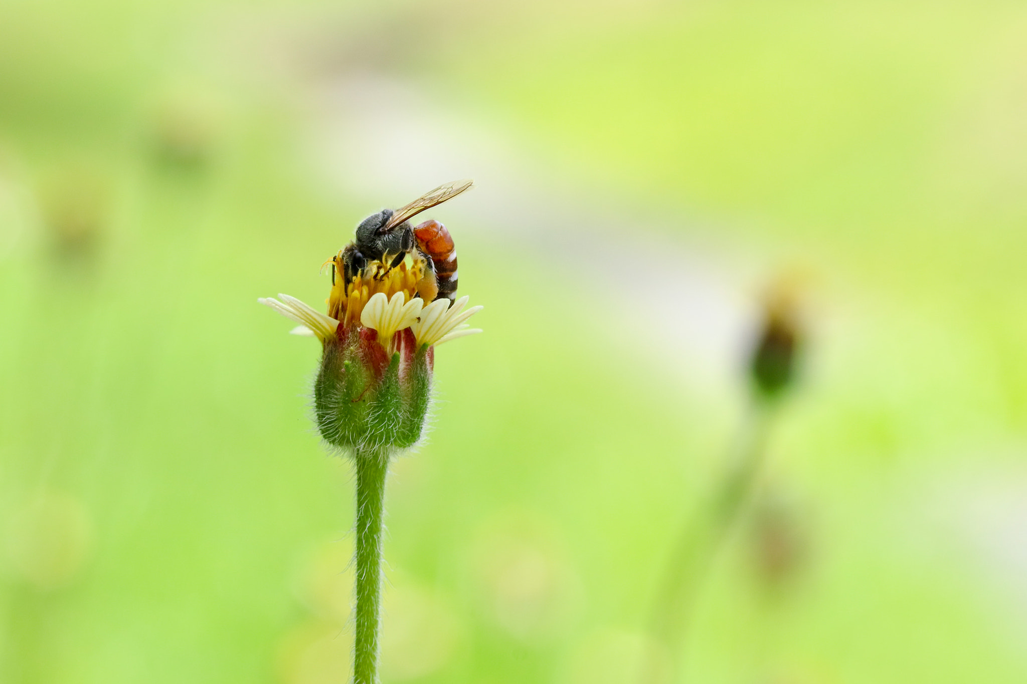 Canon EOS M3 sample photo. Bee on flower photography